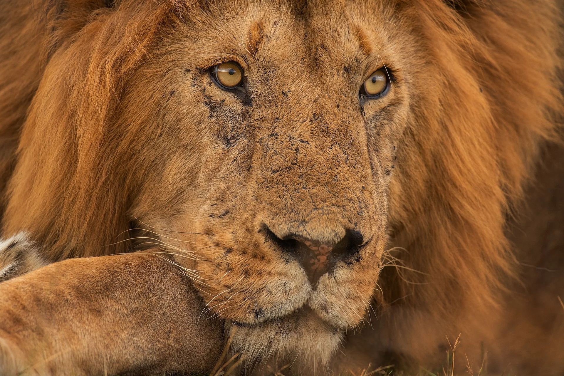 SERENGETI NATIONAL PARK – TANZANIA 2027 (10 NIGHTS) TRIP 1