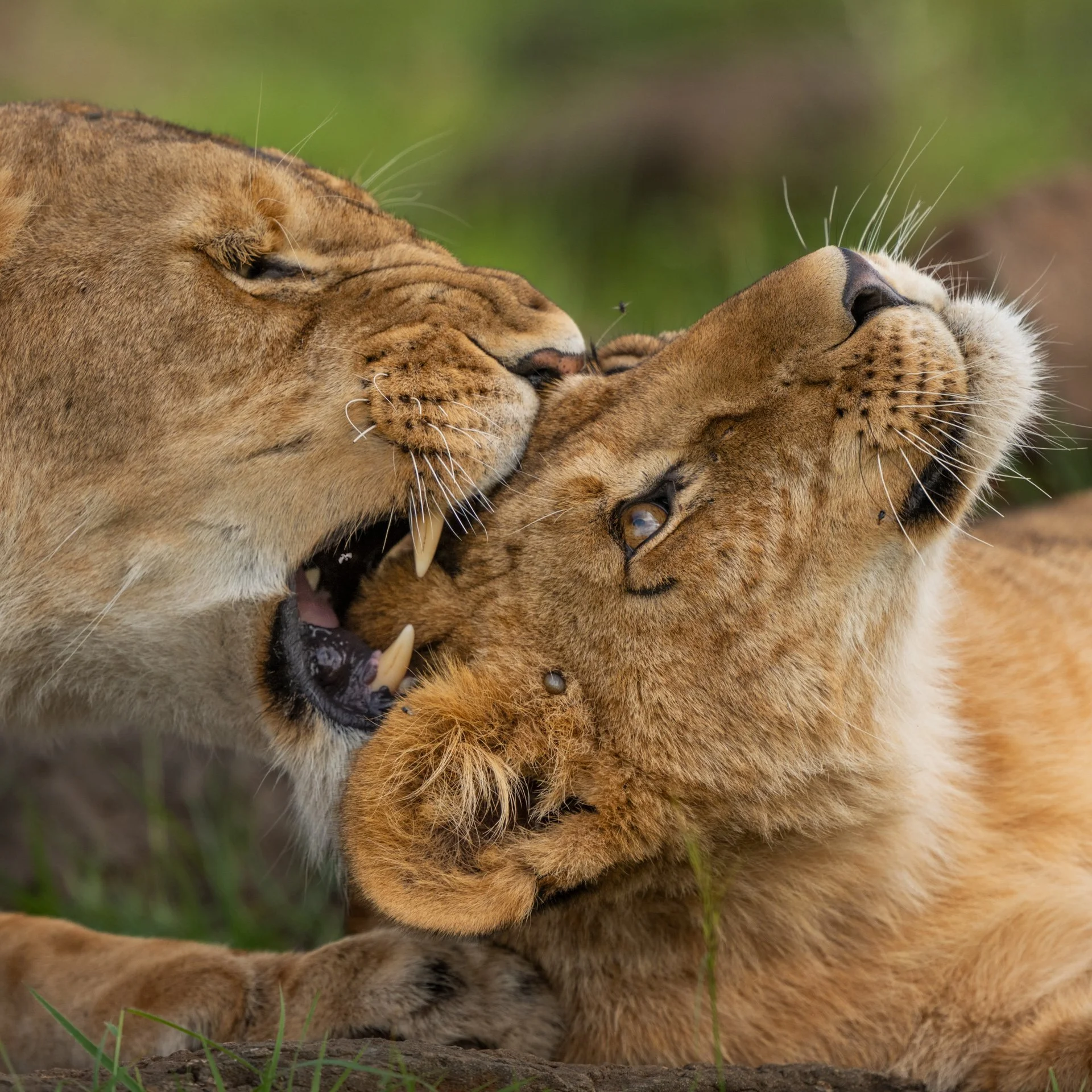 AfricanLion_lioness_cub_AP14croppedv3.jpg