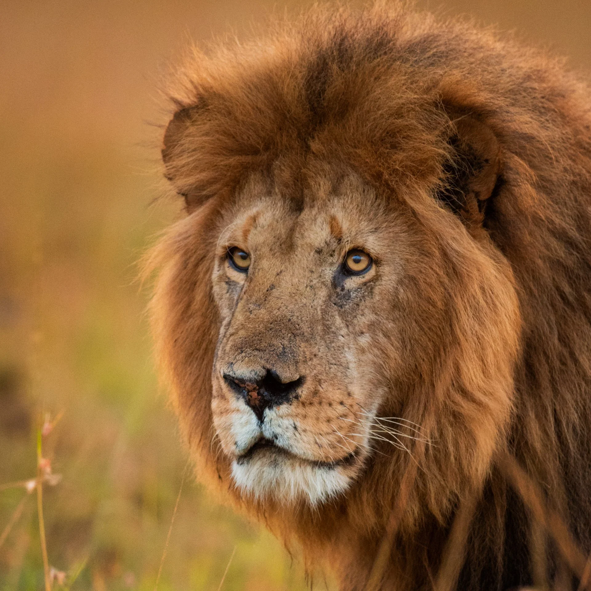 AfricanLion_male_AP23cropped.jpg