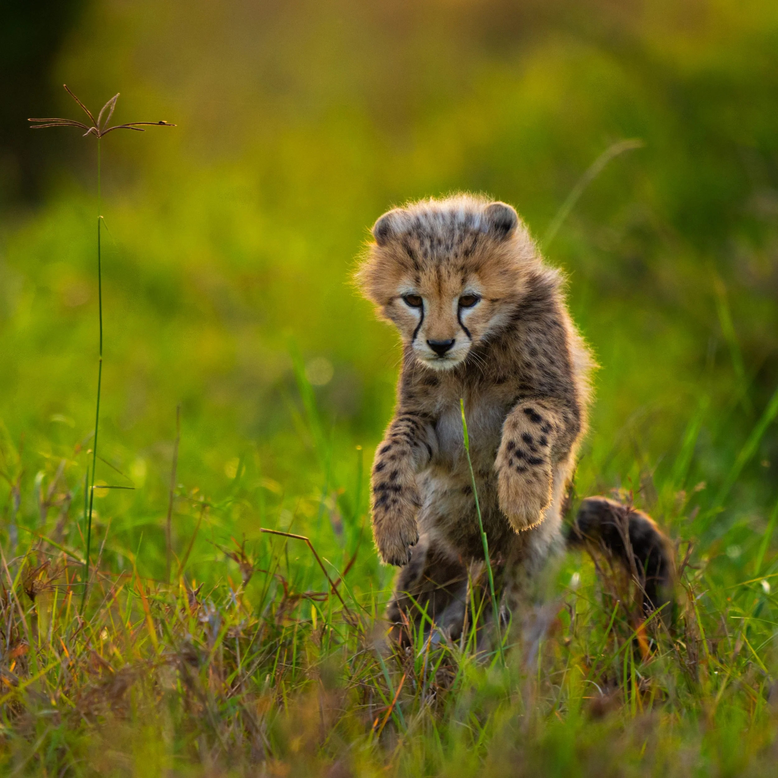 CheetahCub_playing_backlit_AP1vcropped.jpg