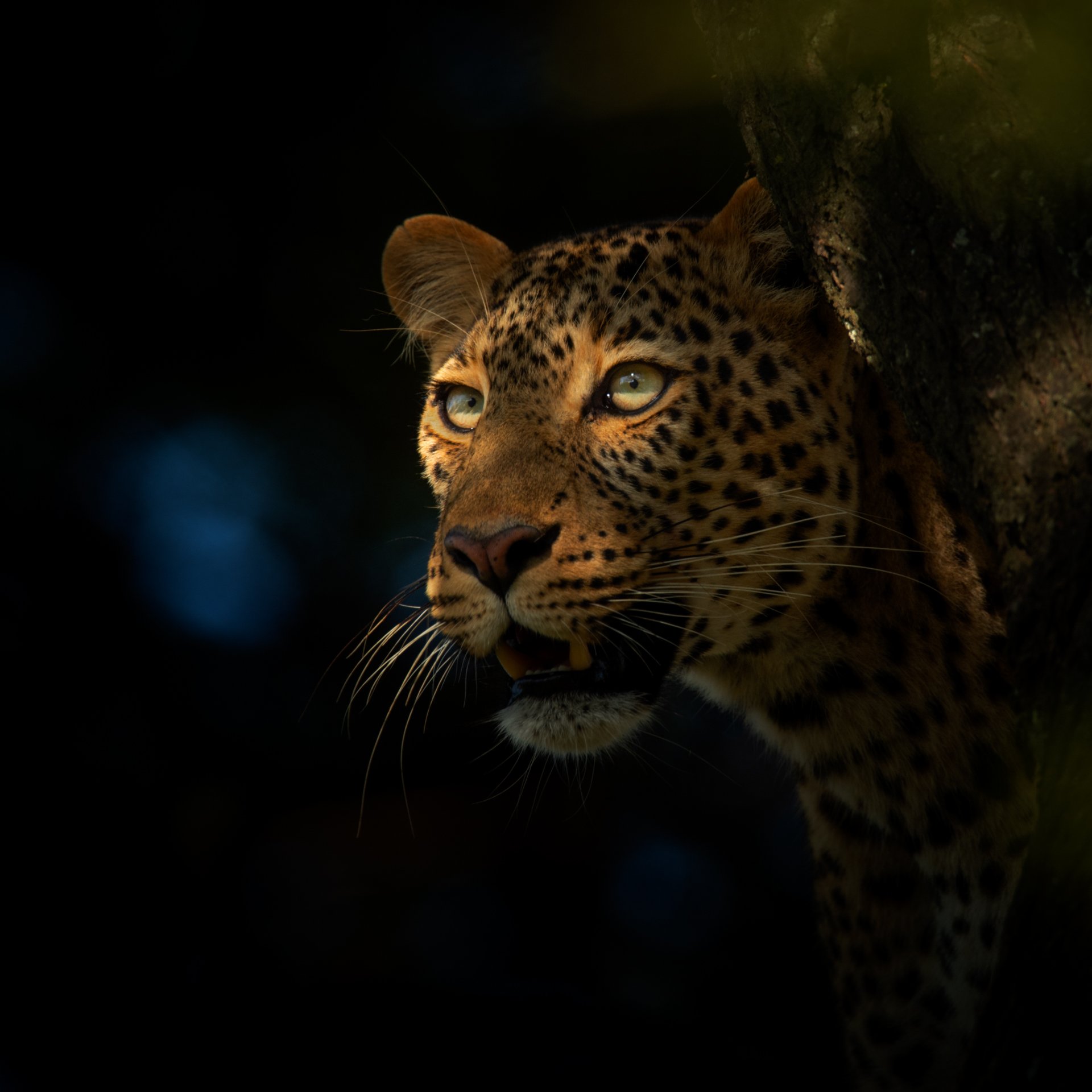Leopard_spotlit_AP9v2.jpg