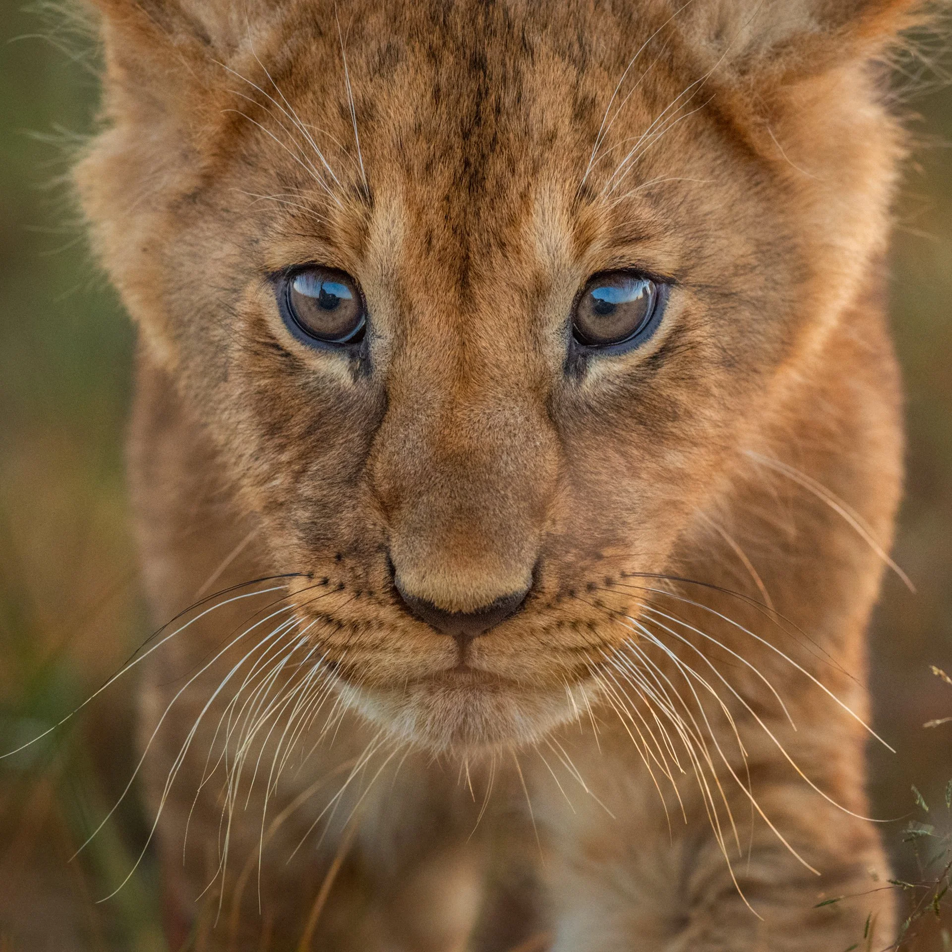 AfricanLion_cub_AP29.jpg