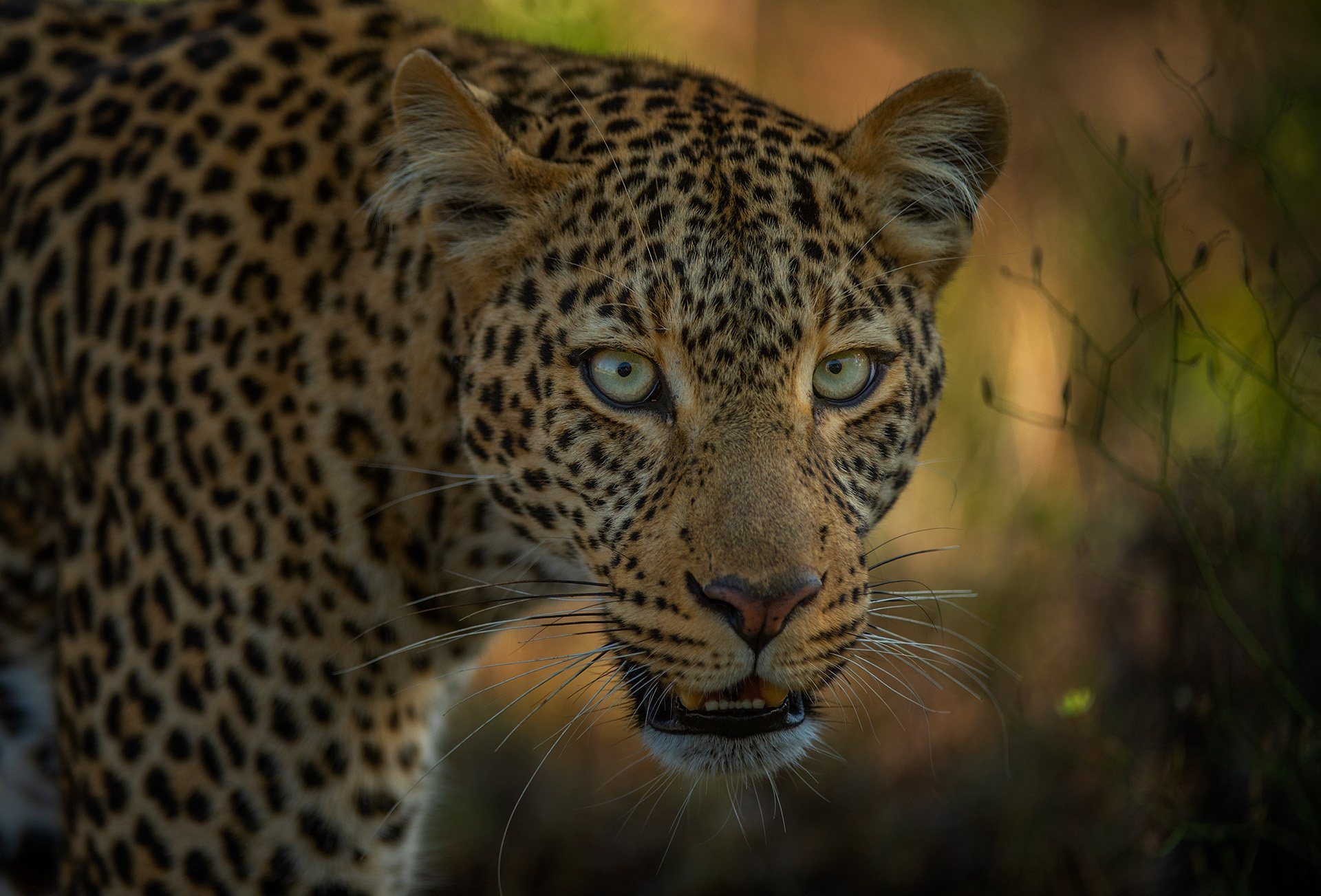 AFRICAN PREDATORS – KENYA 2027 (10 NIGHTS)