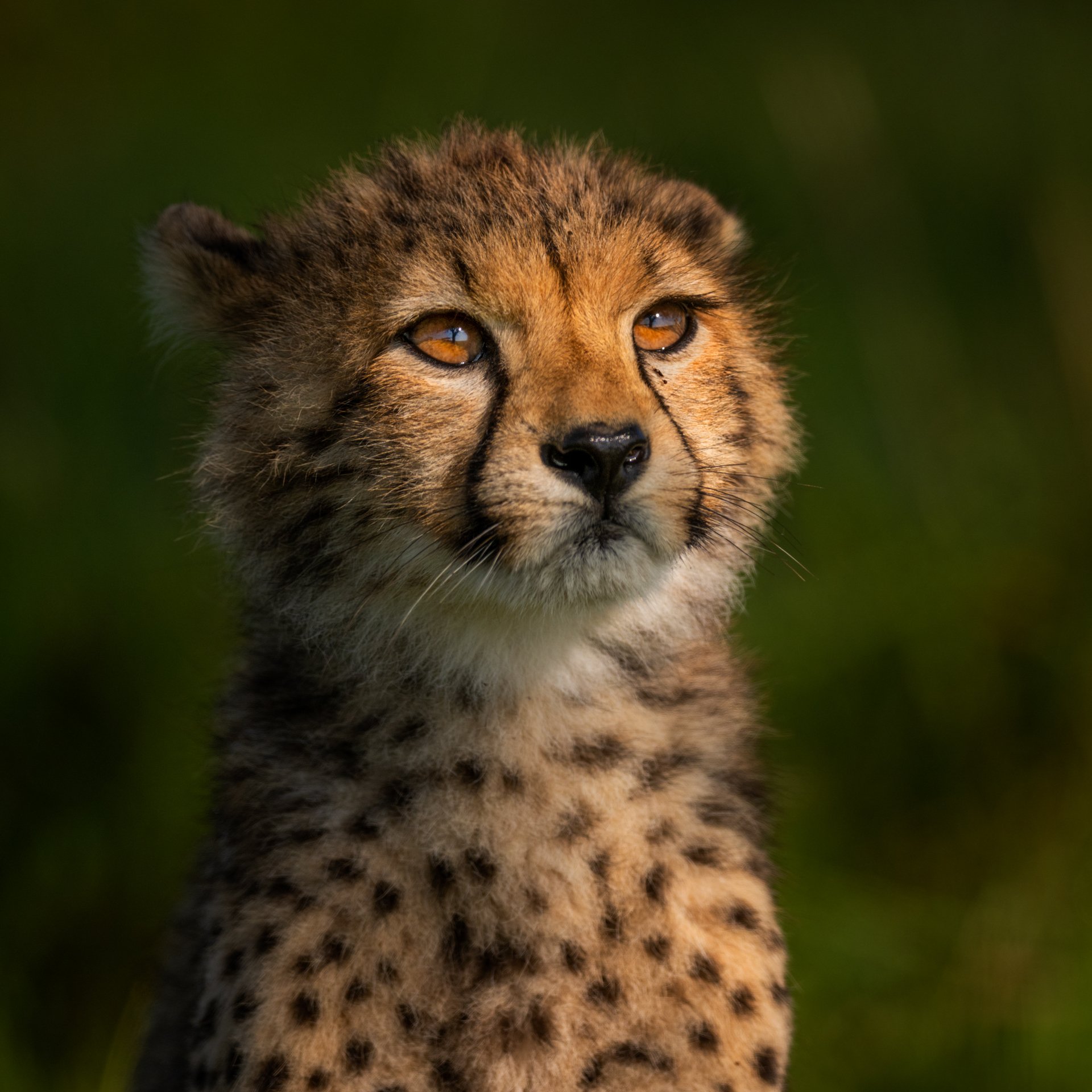 Cheetah_cub_spotlit_AP1.jpg