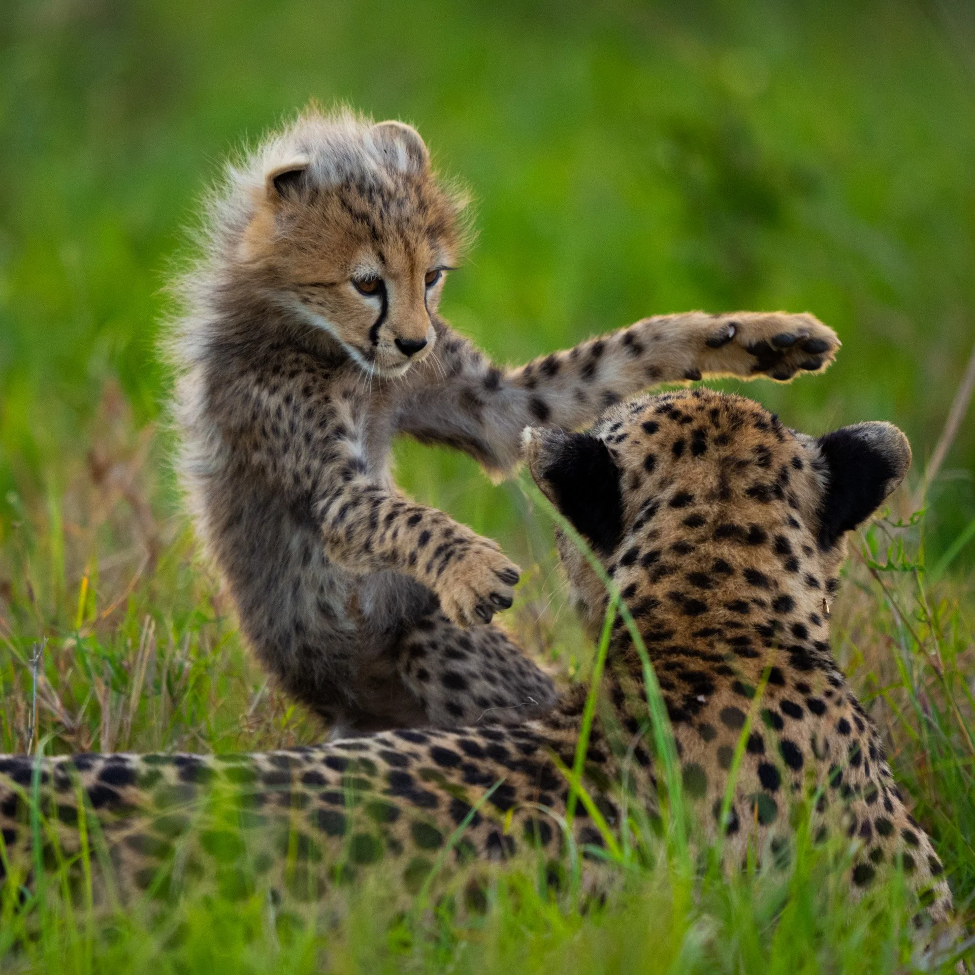 CheetahCub_playing_mom_AP6.jpg
