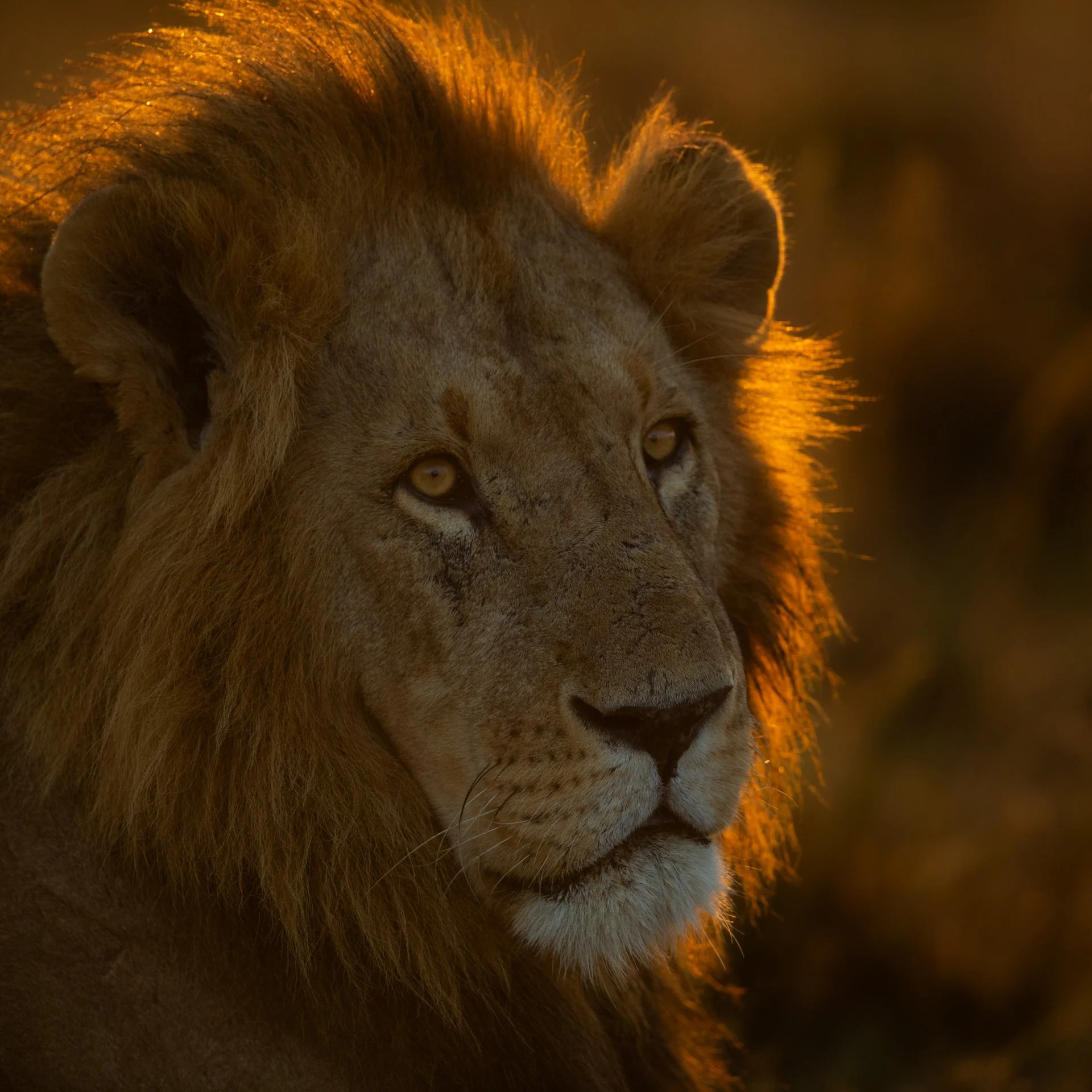 AfricanLion_male_backlit_AP14.jpg