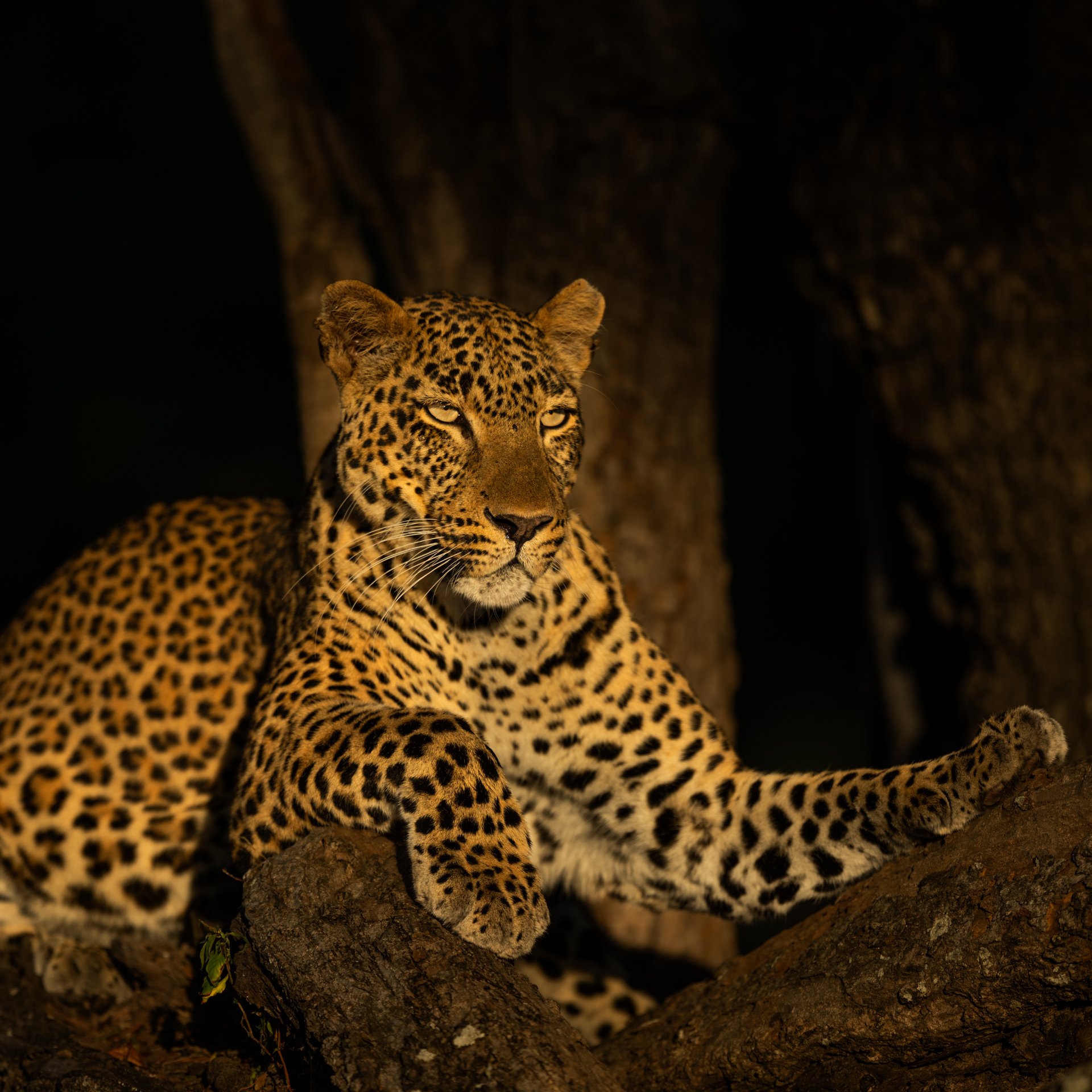 Leopard_female_tree_AP7.jpg
