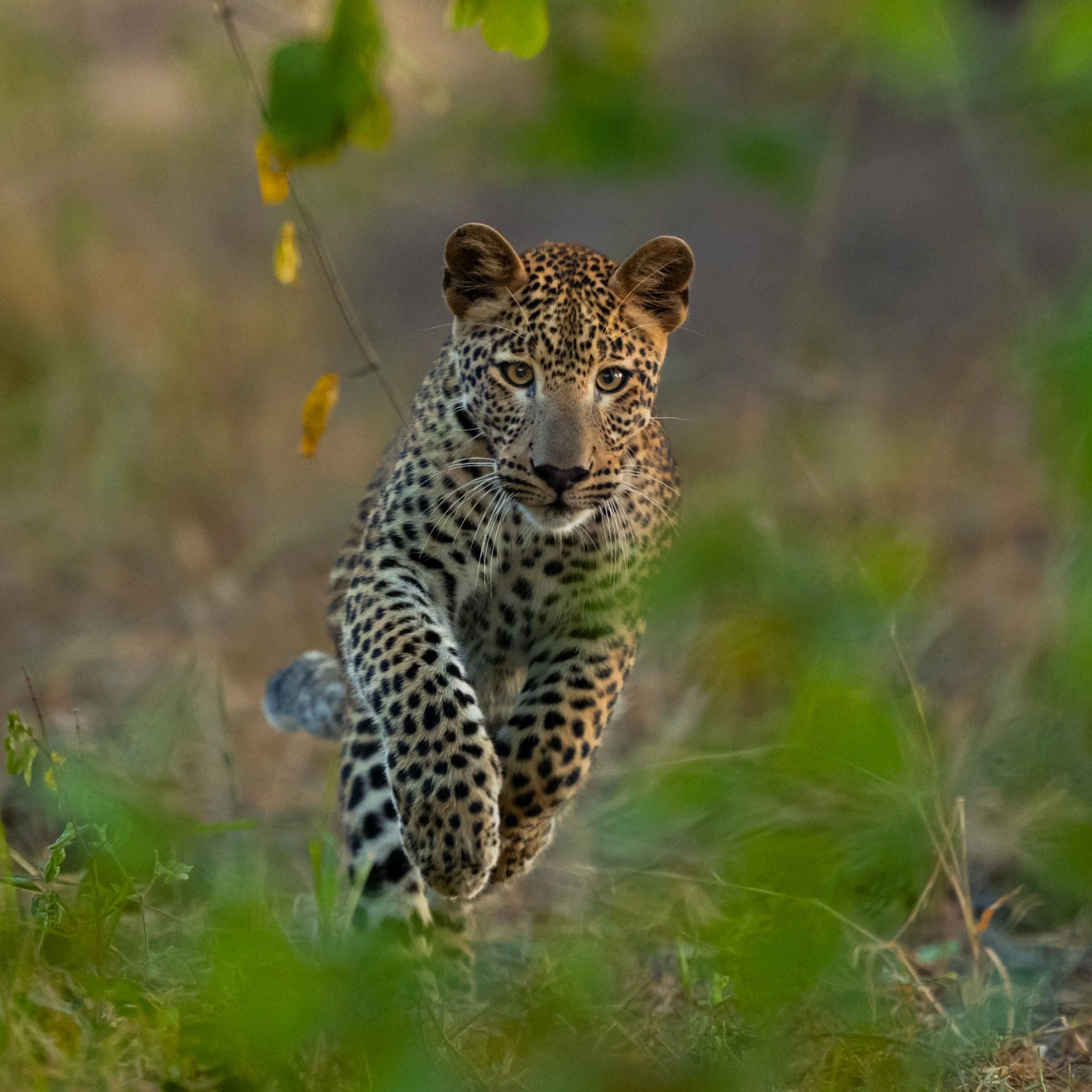 Leopard_cub_running_AP1cropped.jpg