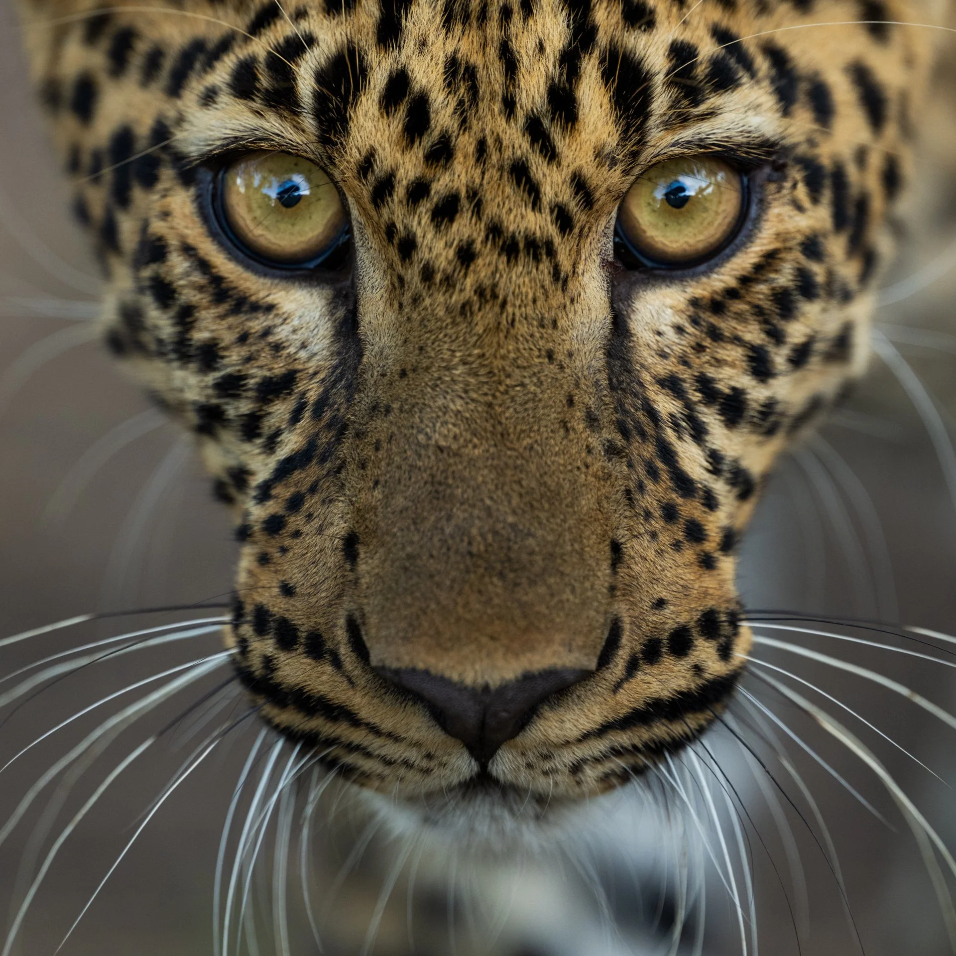 Leopard_cub_walking_AP2cropped.jpg