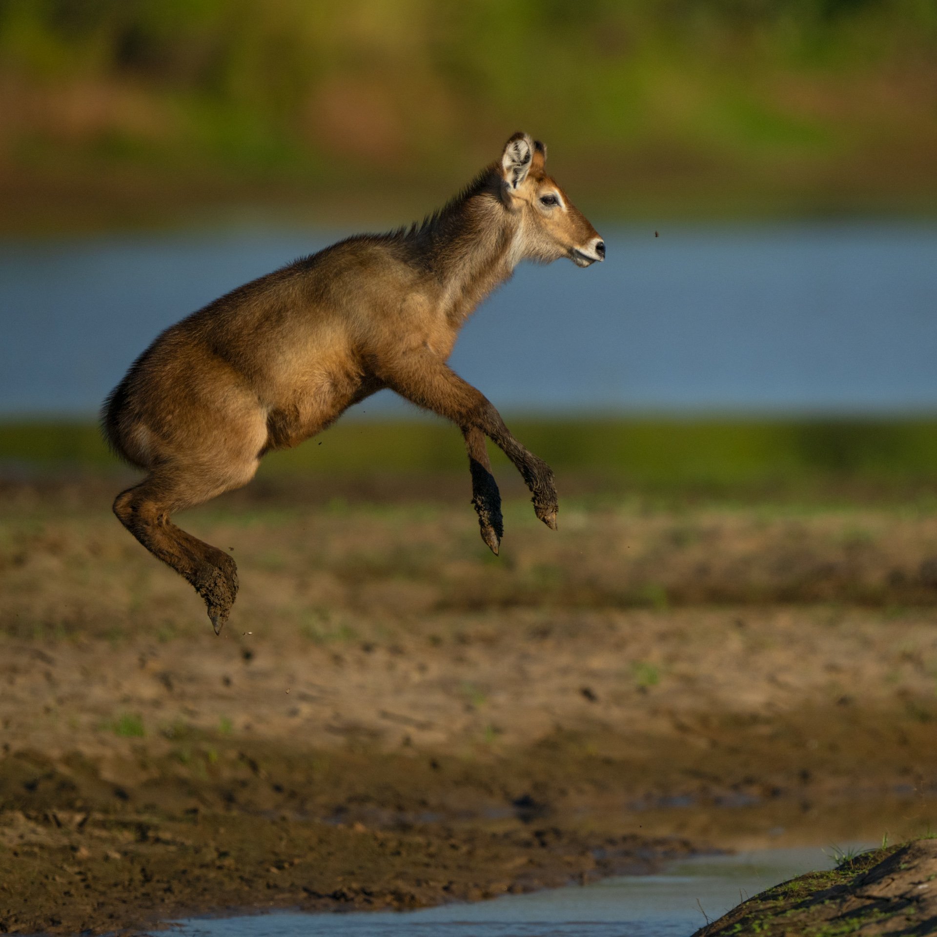 Waterbuck_calf_jumping_AP3v2.jpg