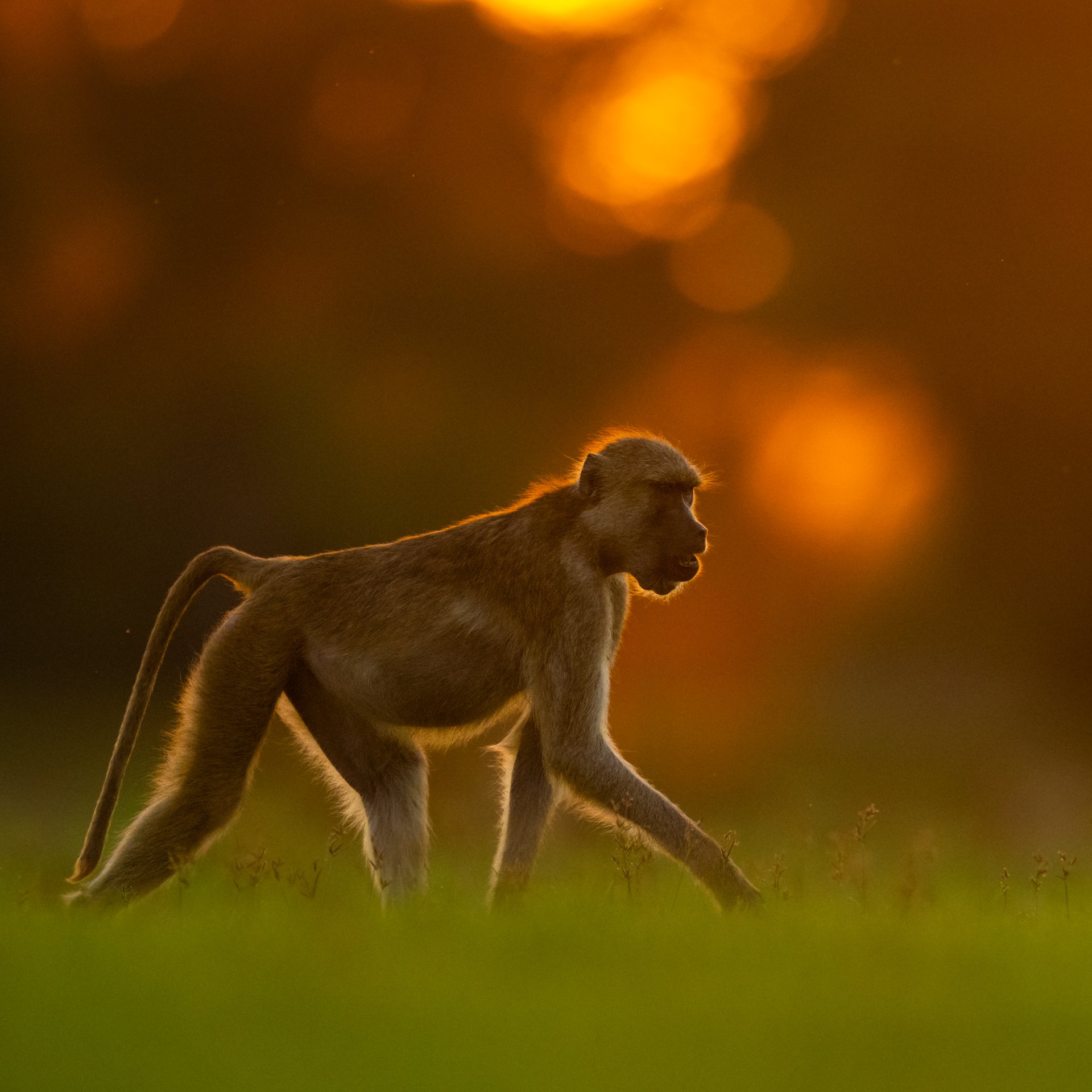 YellowBaboon_adult_backlit_AP3.jpg