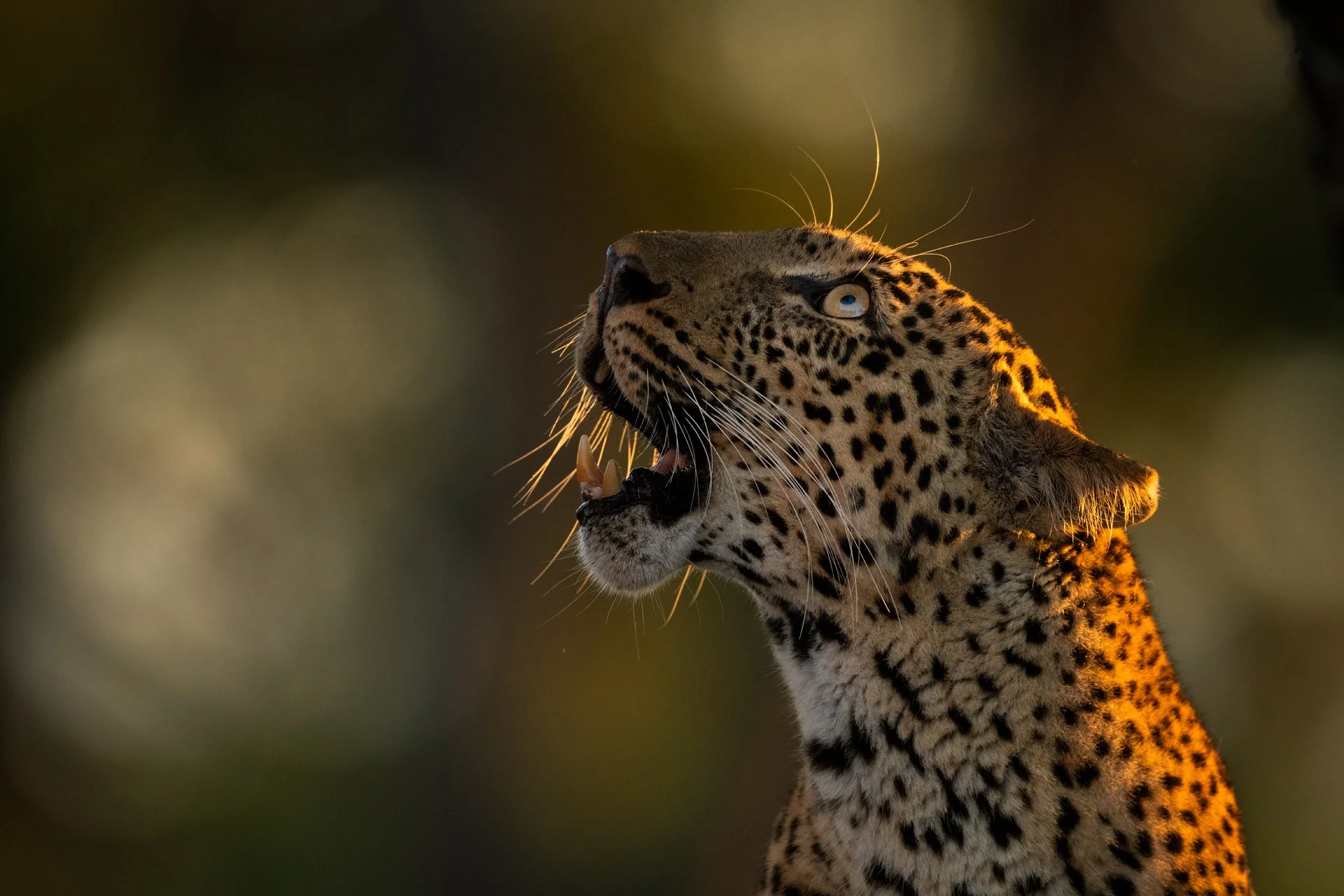 ZAMBIA – South Luangwa & Lower Zambezi National Parks 2027