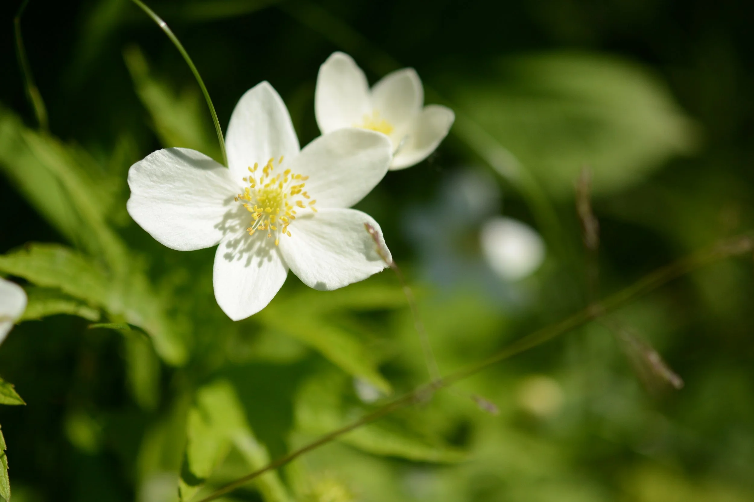 NPCF WELCOMES NEW BOARD AND STAFF