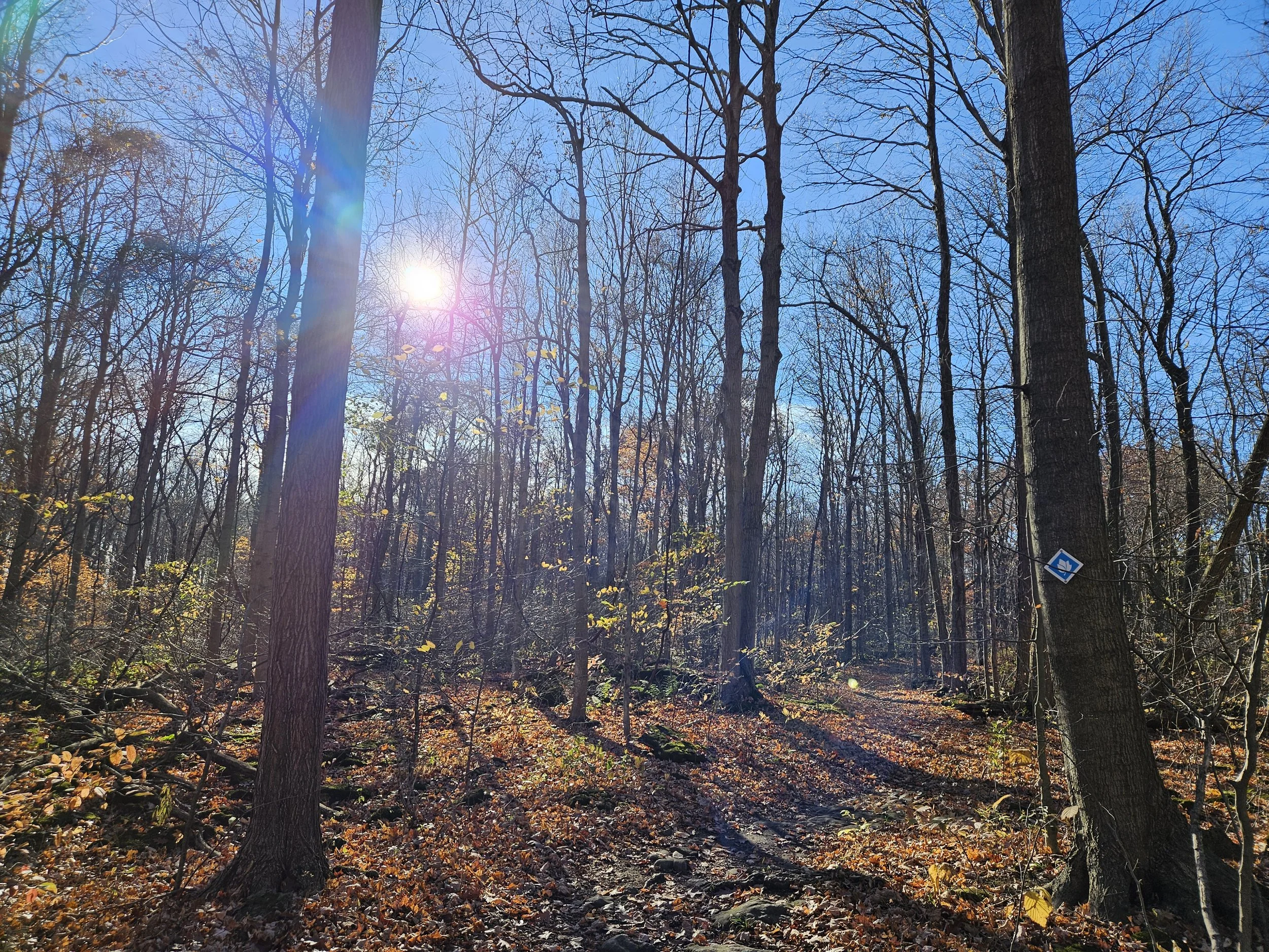 Cave Springs sunshine.jpg