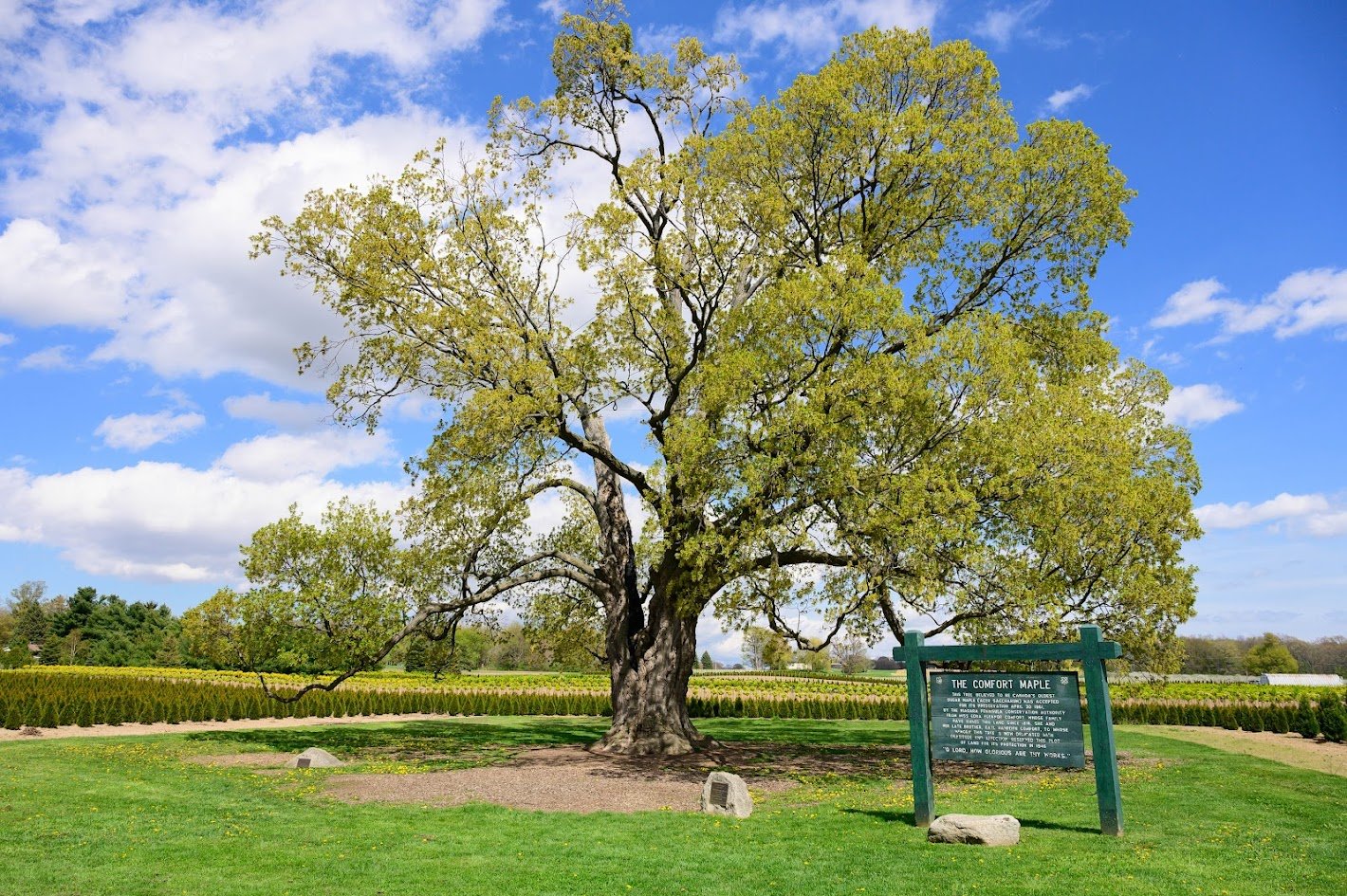Celebrating 10 Years of Comfort Maple Pens - A Tribute to Heritage and Stewardship