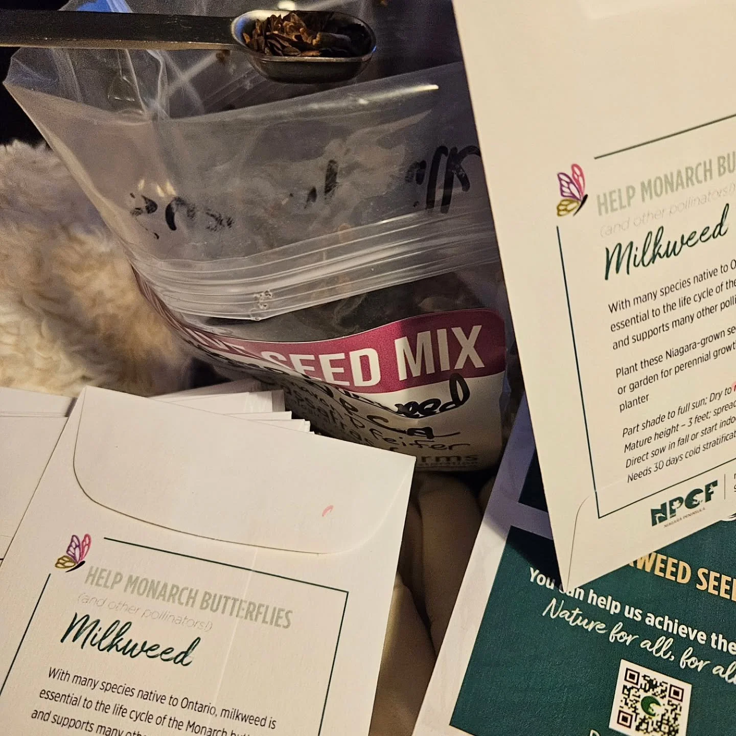 It's Western Monarch Day! What better time to be packing up local milkweed seeds to share.
Help us help pollinators! 
See you soon at a #SeedySaturday...