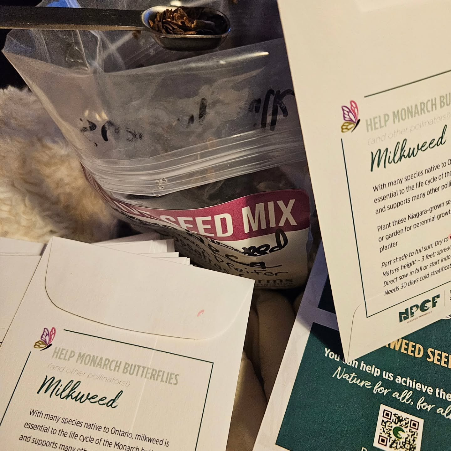 It's Western Monarch Day! What better time to be packing up local milkweed seeds to share.
Help us help pollinators! 
See you soon at a #SeedySaturday...