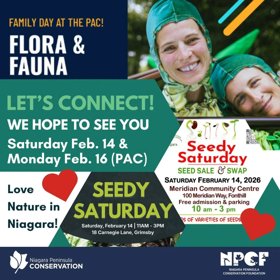 Got plans for this weekend yet?
(ICYMI Valentine's Day is Saturday!)
Maybe show nature some ❤️!

NPCF and NPCA will be in Grimsby and Fonthill on Feb. 14, attending Seedy Saturdays, sharing locally-sourced milkweed seeds to support native pollinators