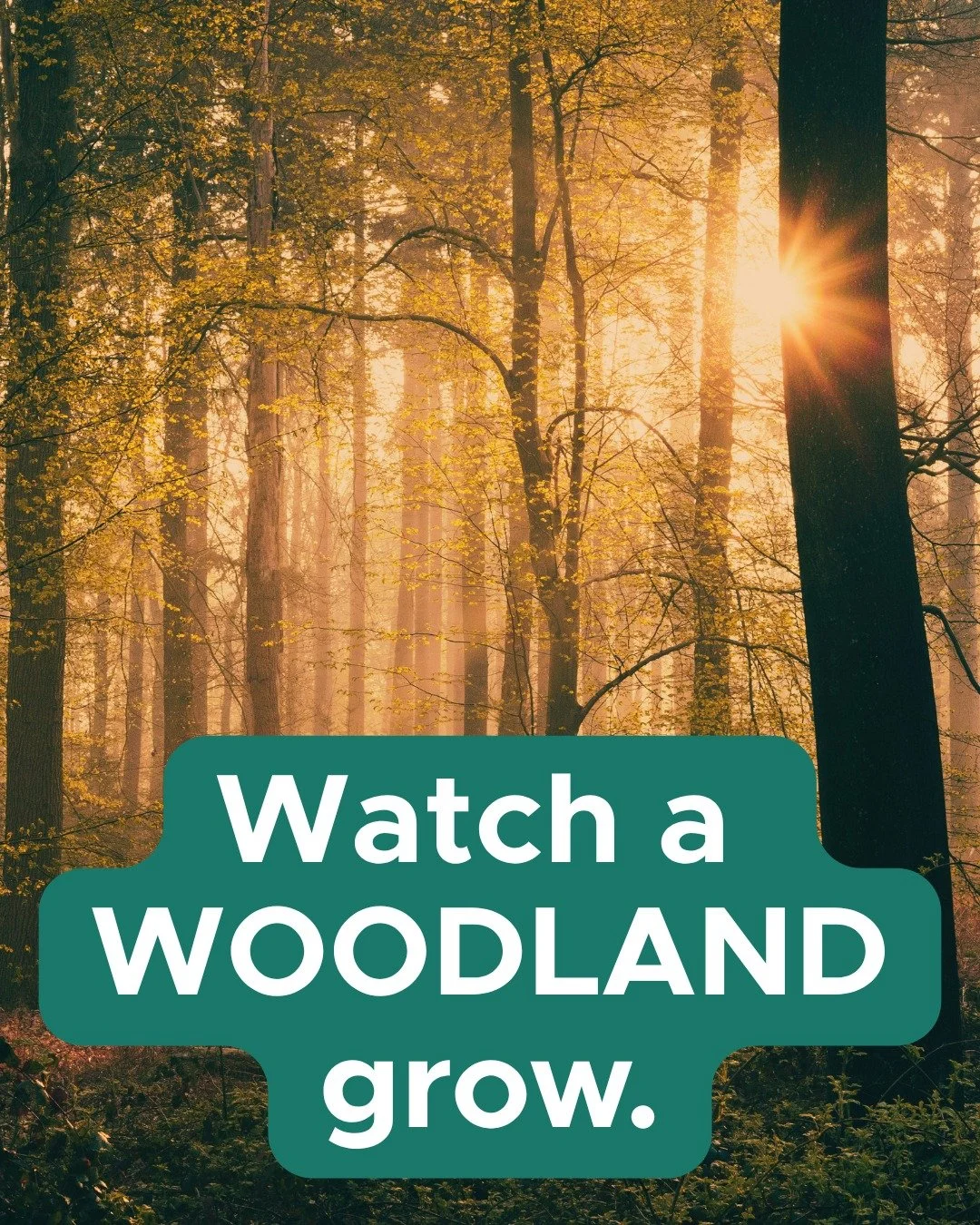 See your impact take root in real time.

A donation of $200 helps plant 16 trees, growing a woodland that supports cleaner air, stronger ecosystems, and a healthier Niagara for generations to come.

Be part of something bigger. Watch the forest grow,