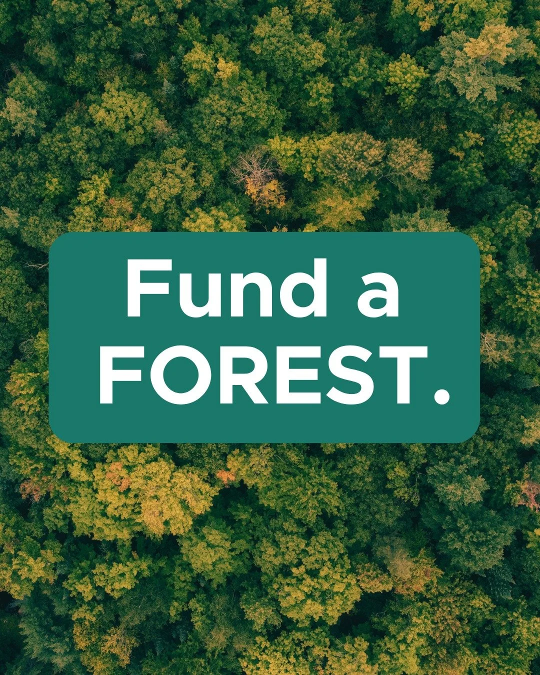 Make a lasting impact that grows for generations.

A $325 donation helps plant 28 trees, building a thriving forest that supports wildlife, strengthens ecosystems, and protects the Niagara Peninsula Watershed&rsquo;s natural future.

This is more tha