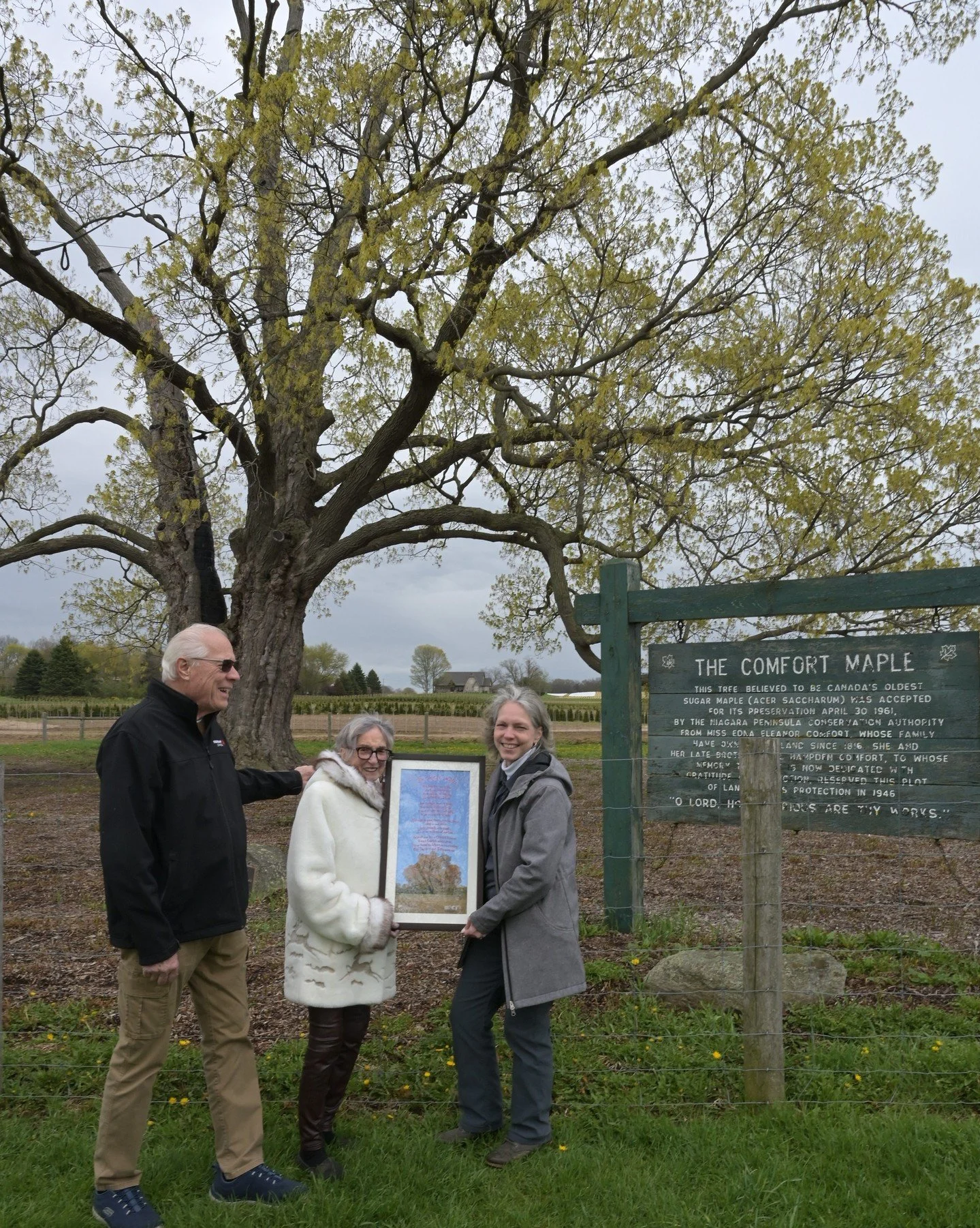 What's YOUR legacy?

Edna Comfort left a legacy in the form of the Comfort Maple. 
Believed to be more than 500 years old, the old-growth sugar maple was accepted for preservation by NPCA on April 30, 1961.
 
Marv Ens carries on that legacy in creati