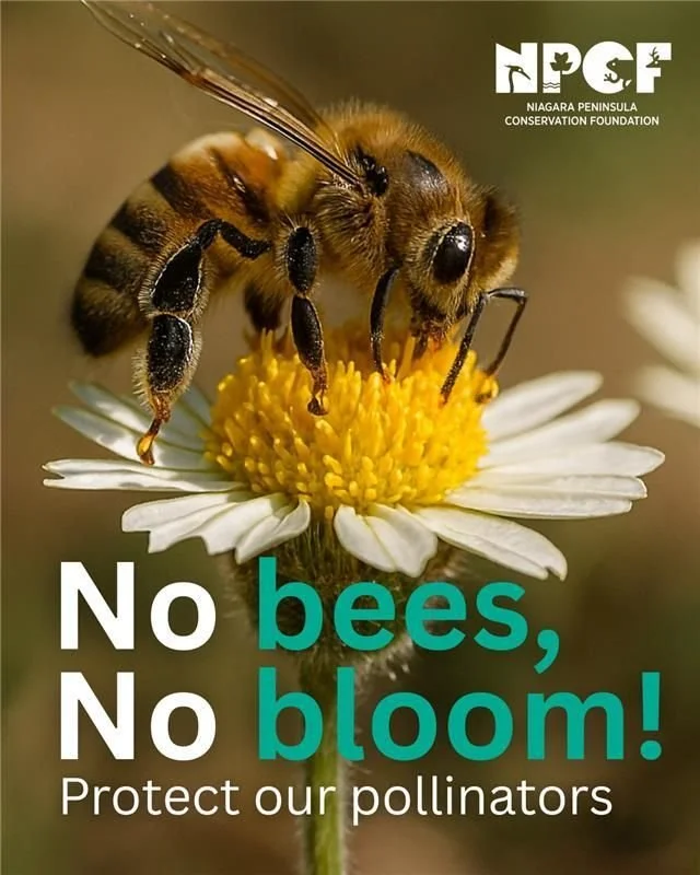 It's World Bee Day 🐝 

May 20 is designated as #WorldBeeDay to raise awareness about the essential role pollinators play in our lives and the need to protect them. 

Important pollinator facts: 
- More than 75% of the world&rsquo;s food crops depend