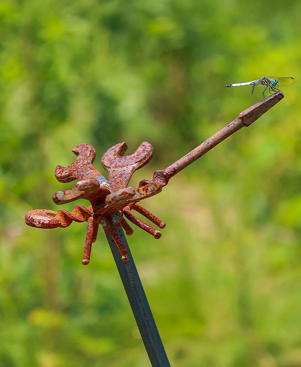 Wildflower - Insect 2.jpg