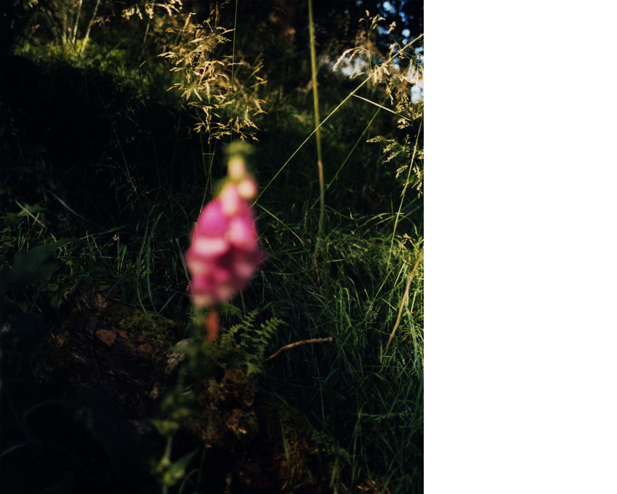 website_sized_foxglove_02.jpg