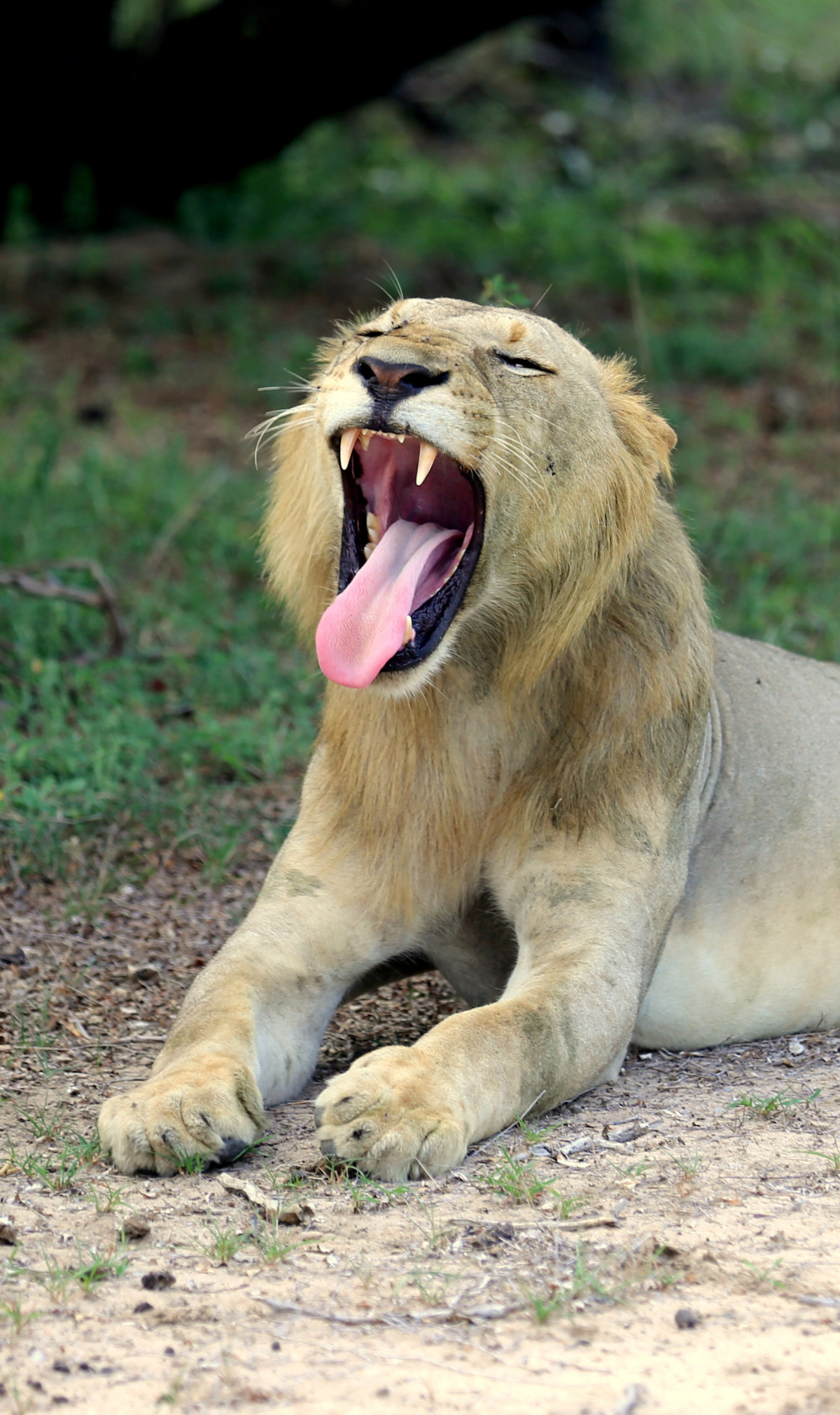 lion yawn.jpg
