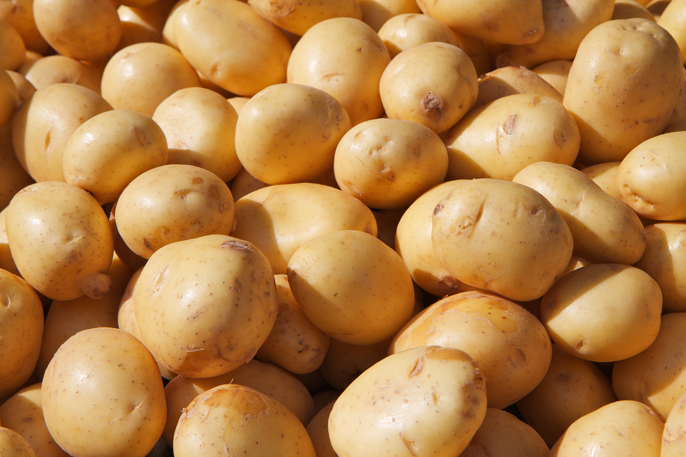 Купить картофель в ставропольском. Картофель Импала. Картошка с овощами. Иранский картофель. Картофель Ривьера.