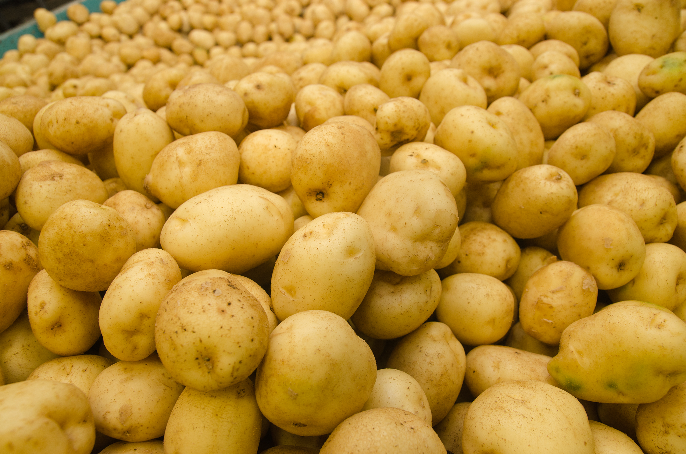 White Potatoes — SWAZ Potato Farms
