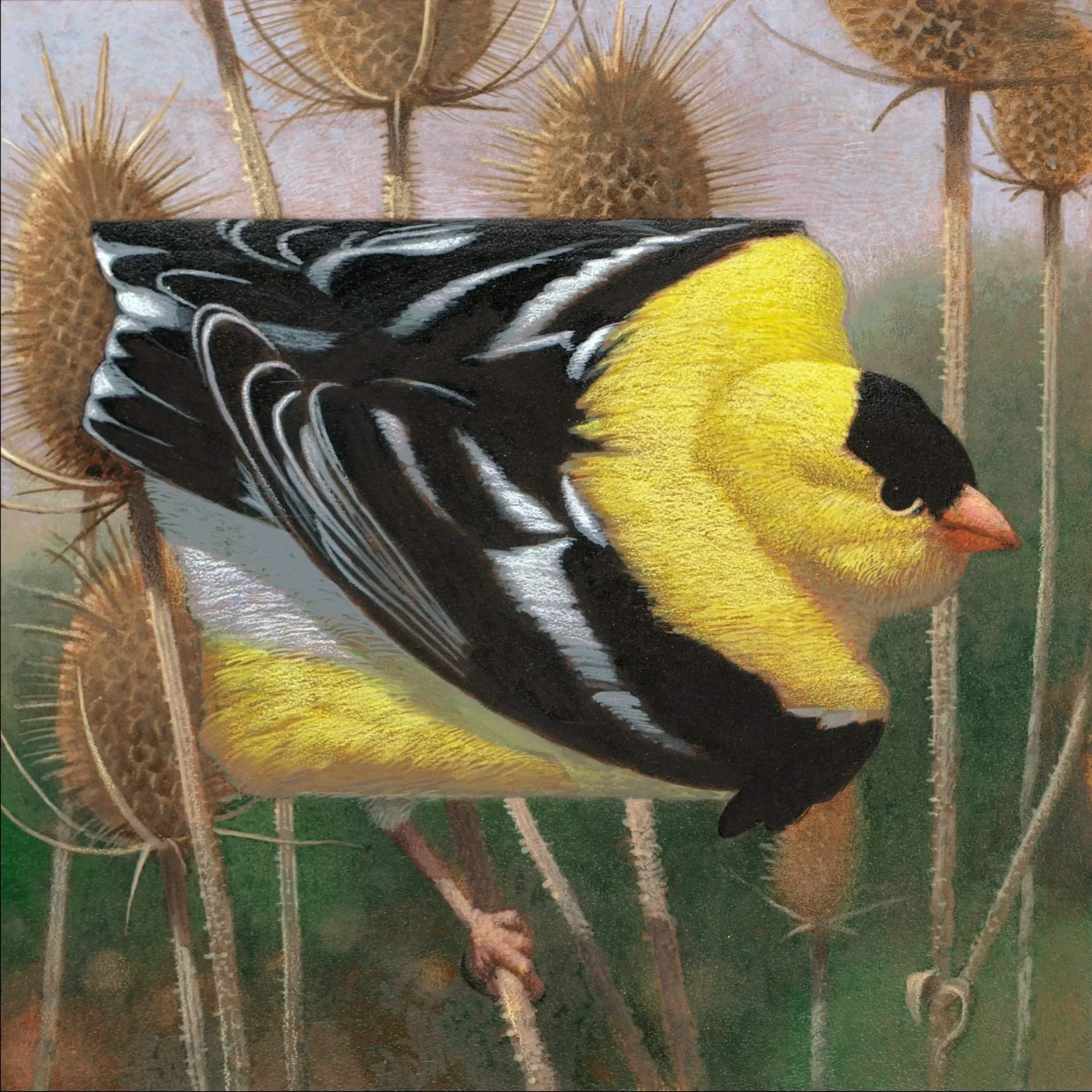 IIIowa+Eastern+Goldfinch+bb.jpg
