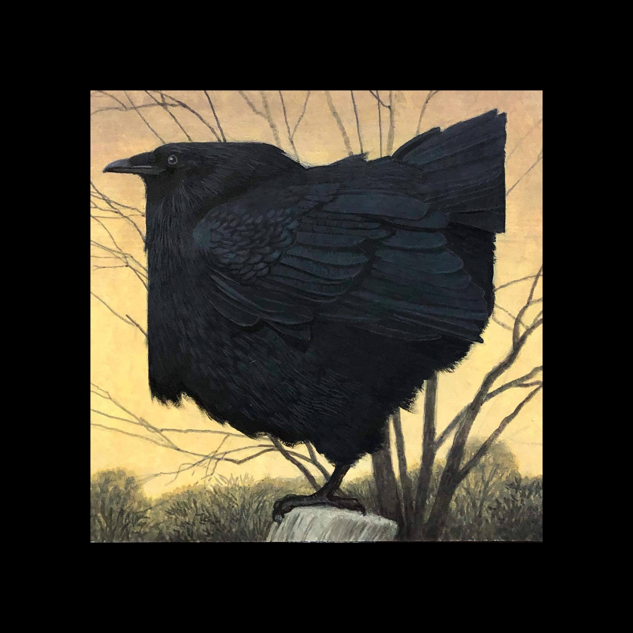 Ohio Black Crow