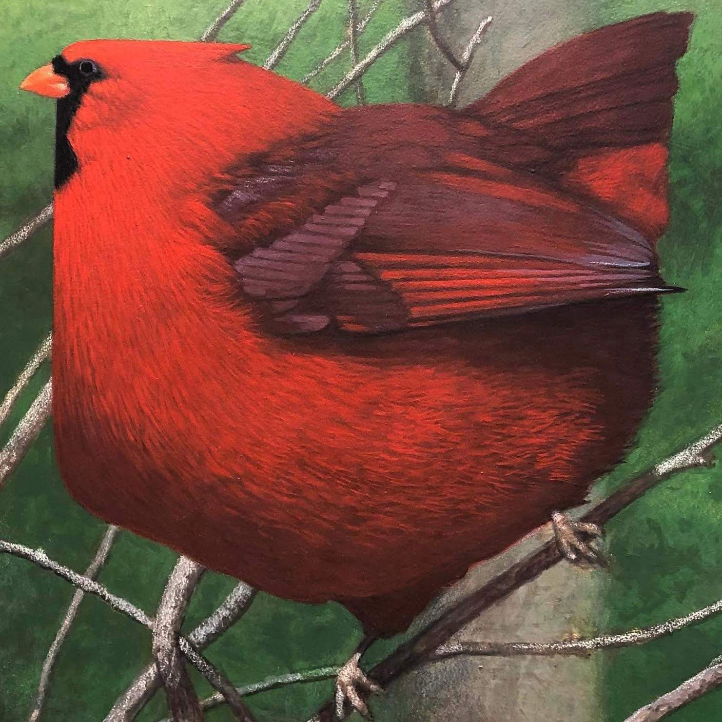 Ohio Spring Cardinal