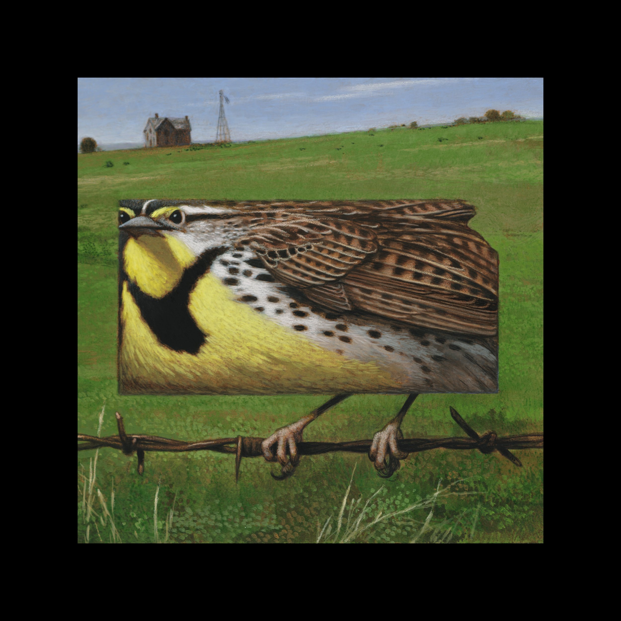 Kansas Western Meadowlark