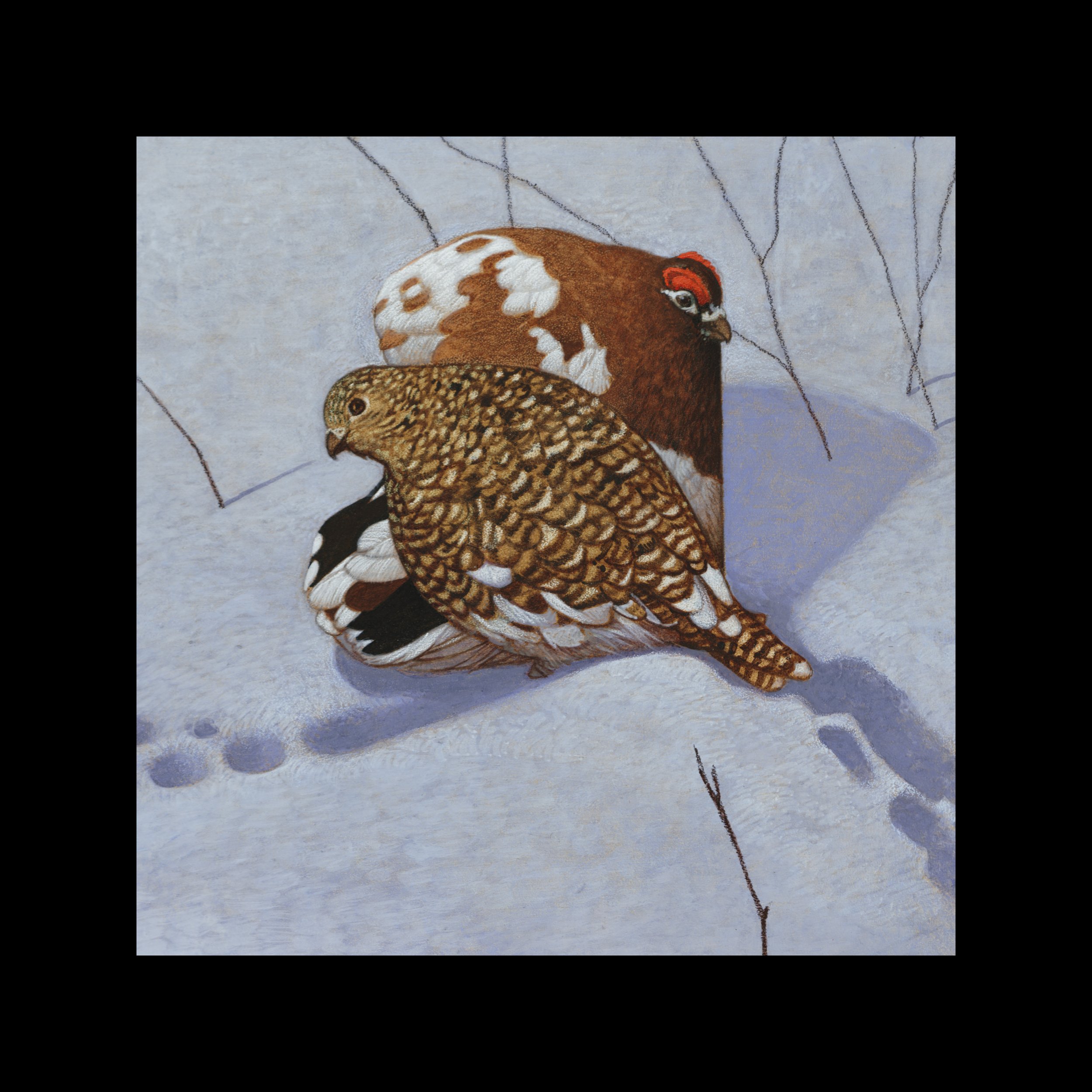 Alaska Willow Ptarmigan