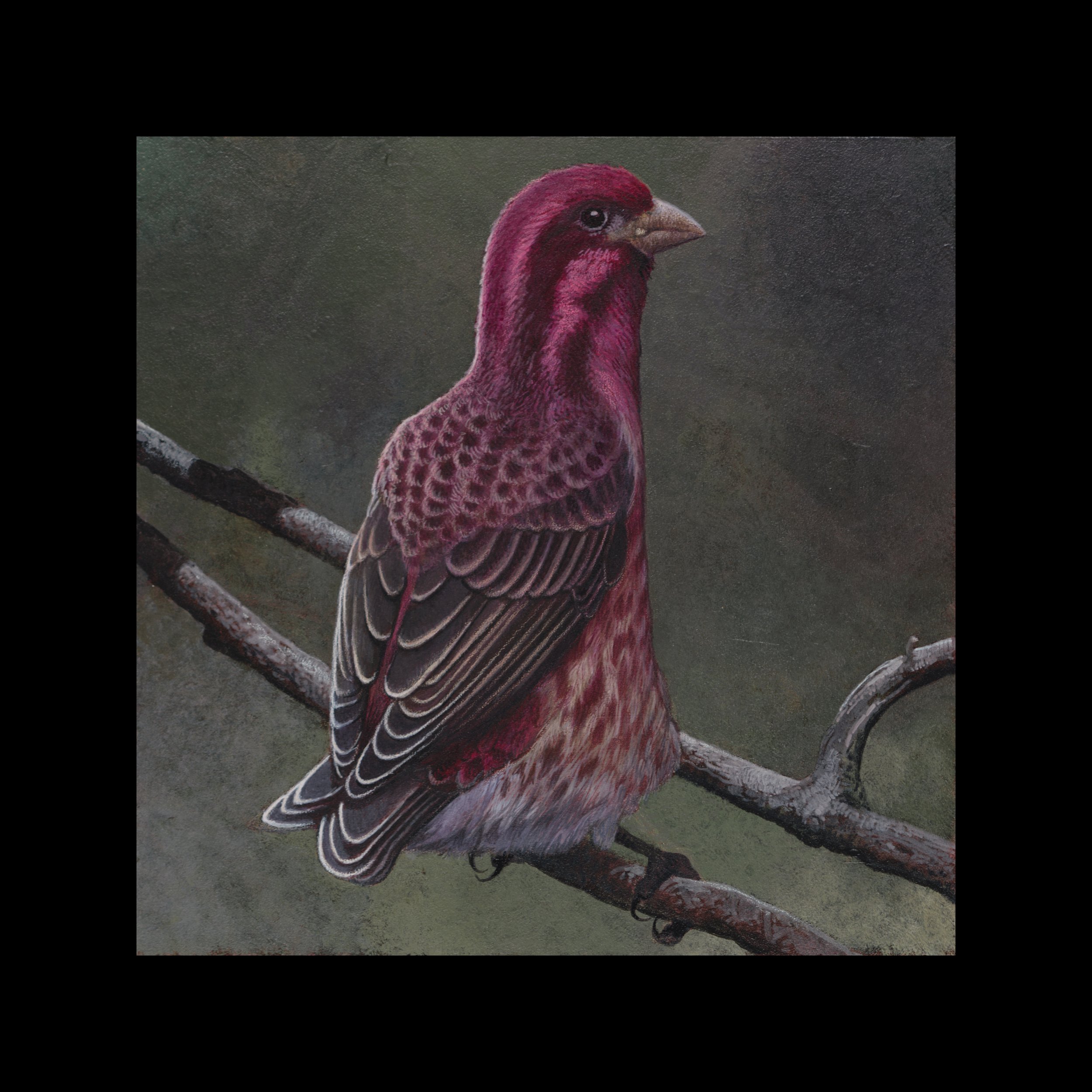 New Hampshire Purple Finch