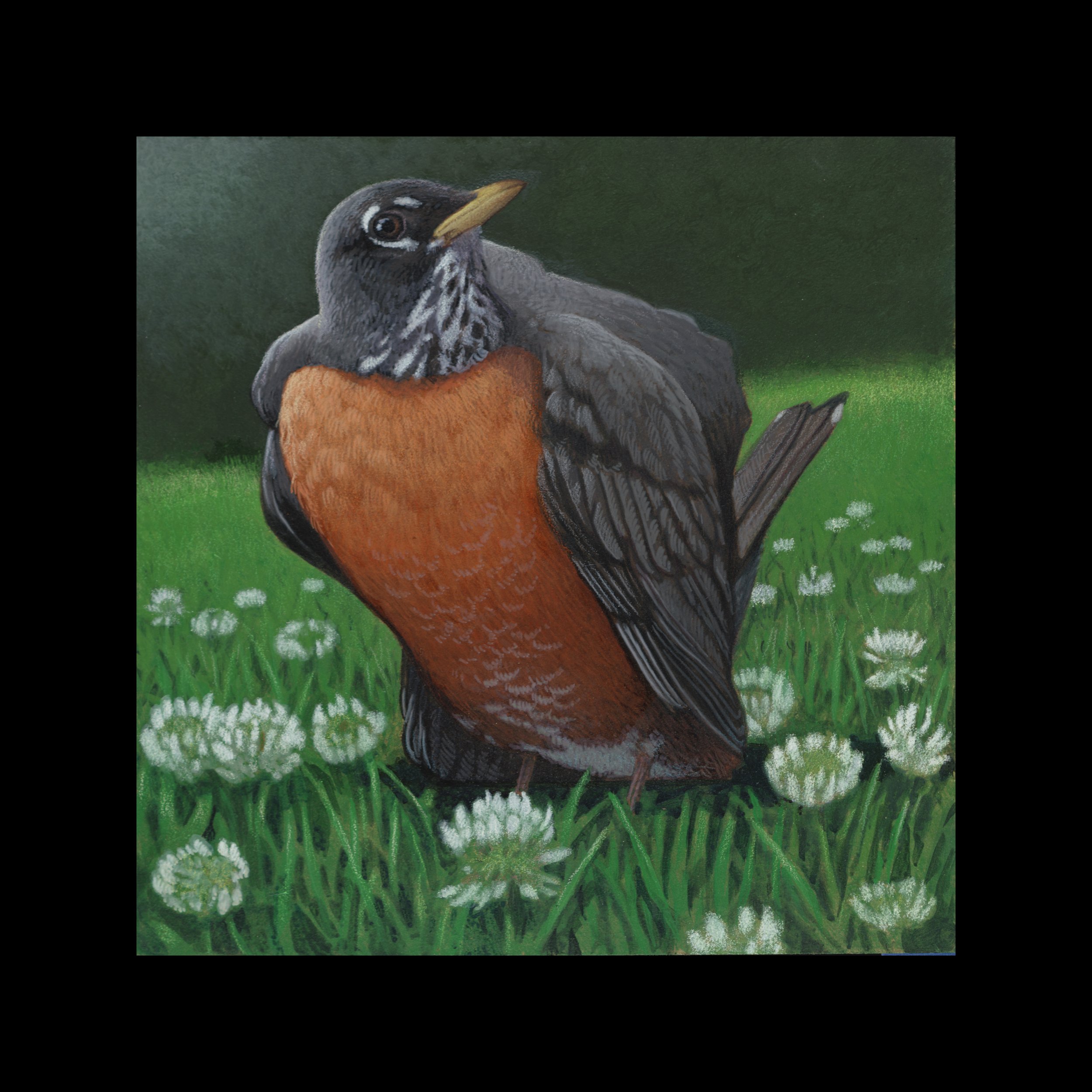 Wisconsin American Robin