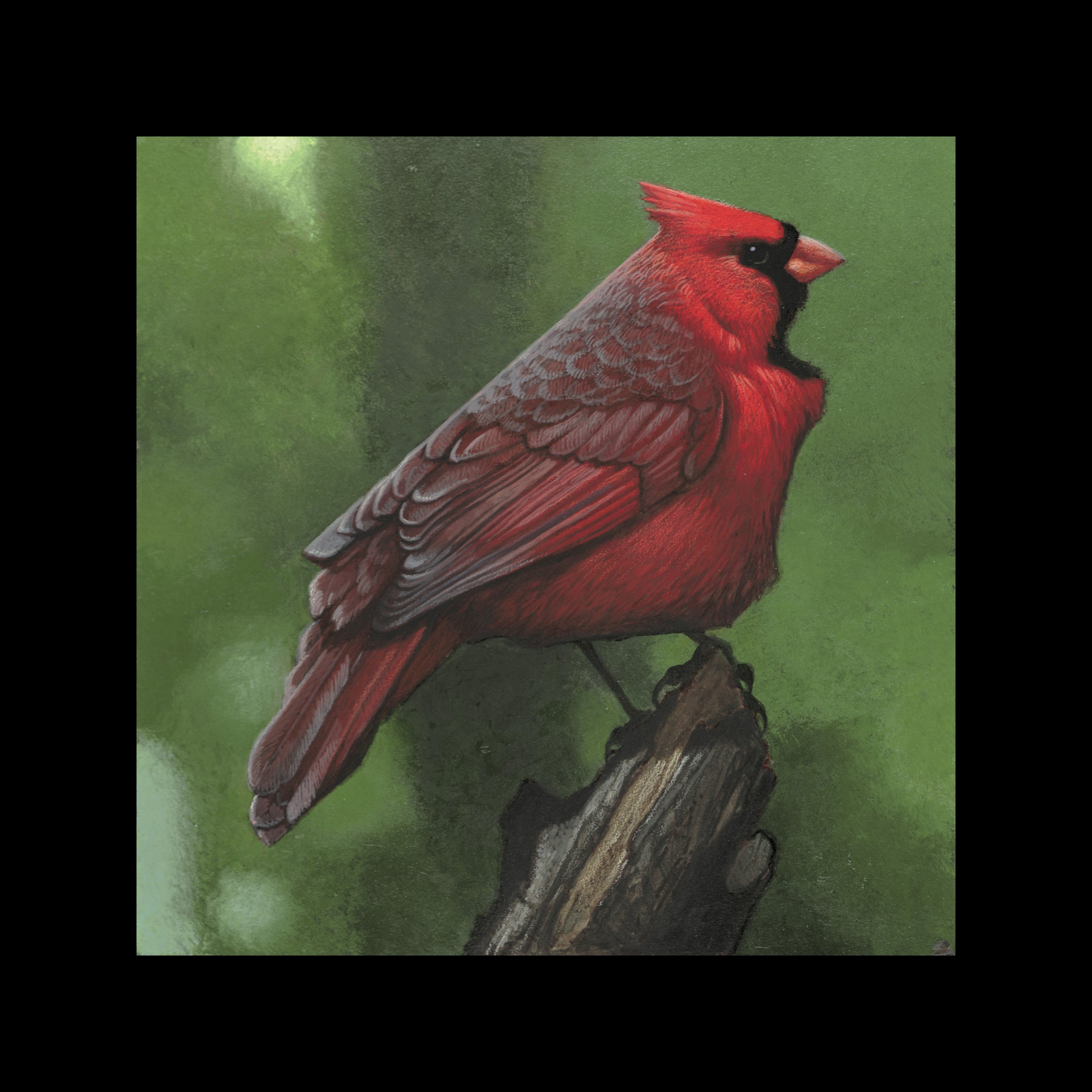 North Carolina Cardinal