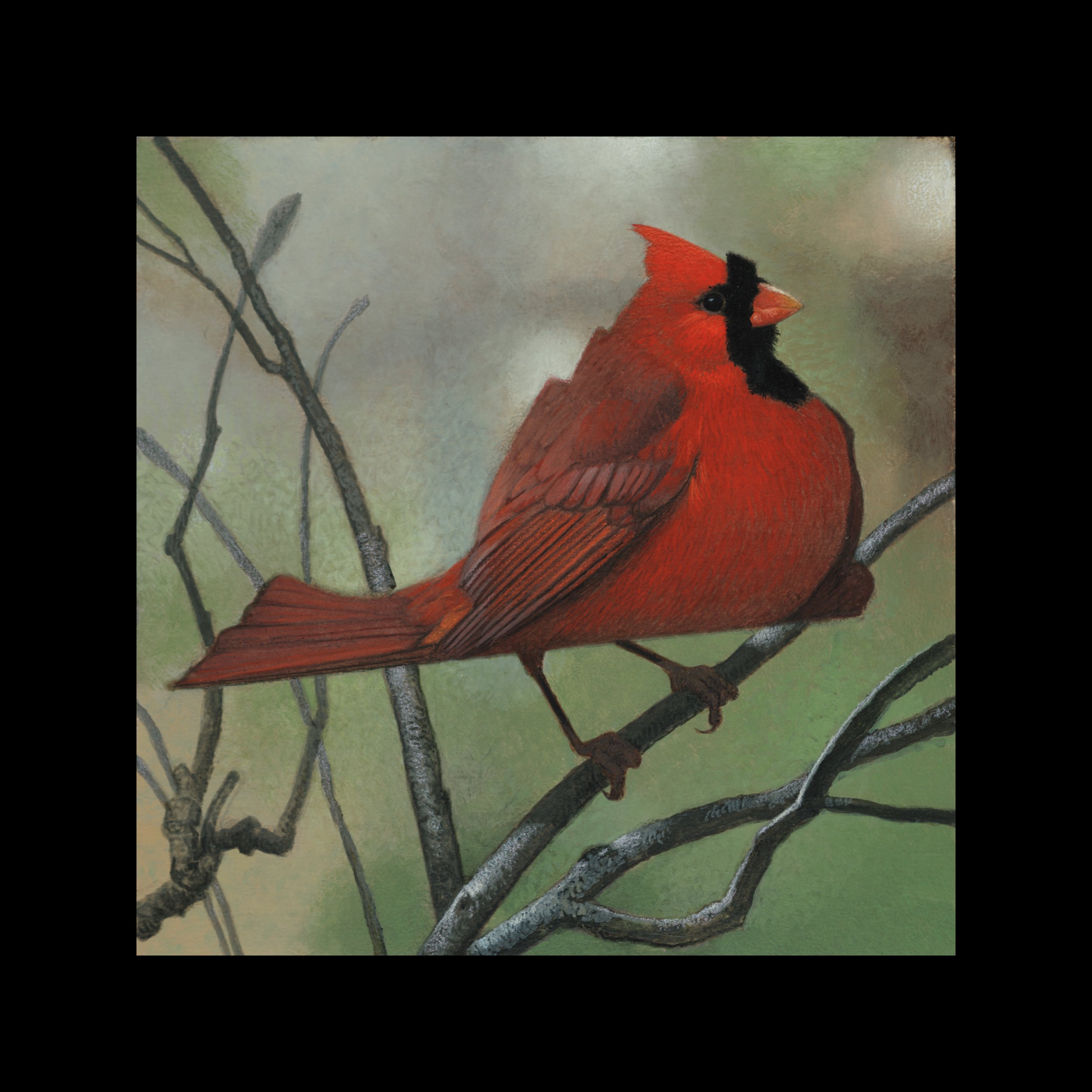 Virginia Northern Cardinal