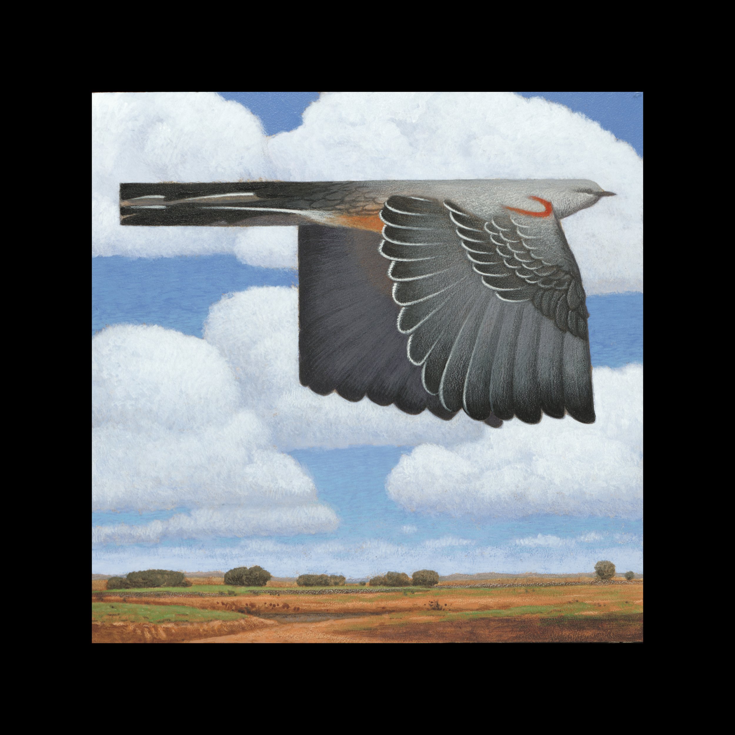 Oklahoma Scissor-tailed Flycatcher