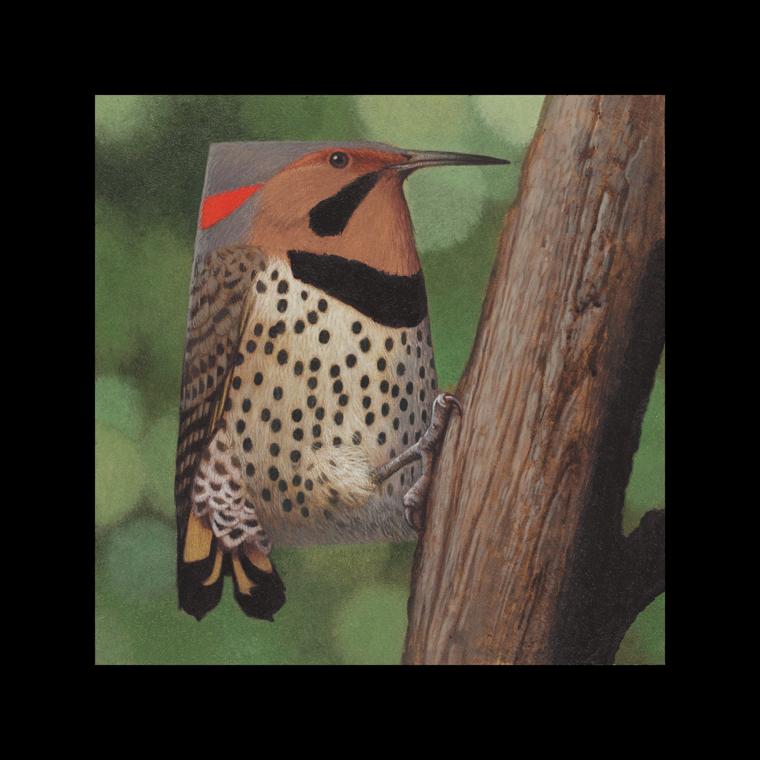 Alabama Northern Flicker