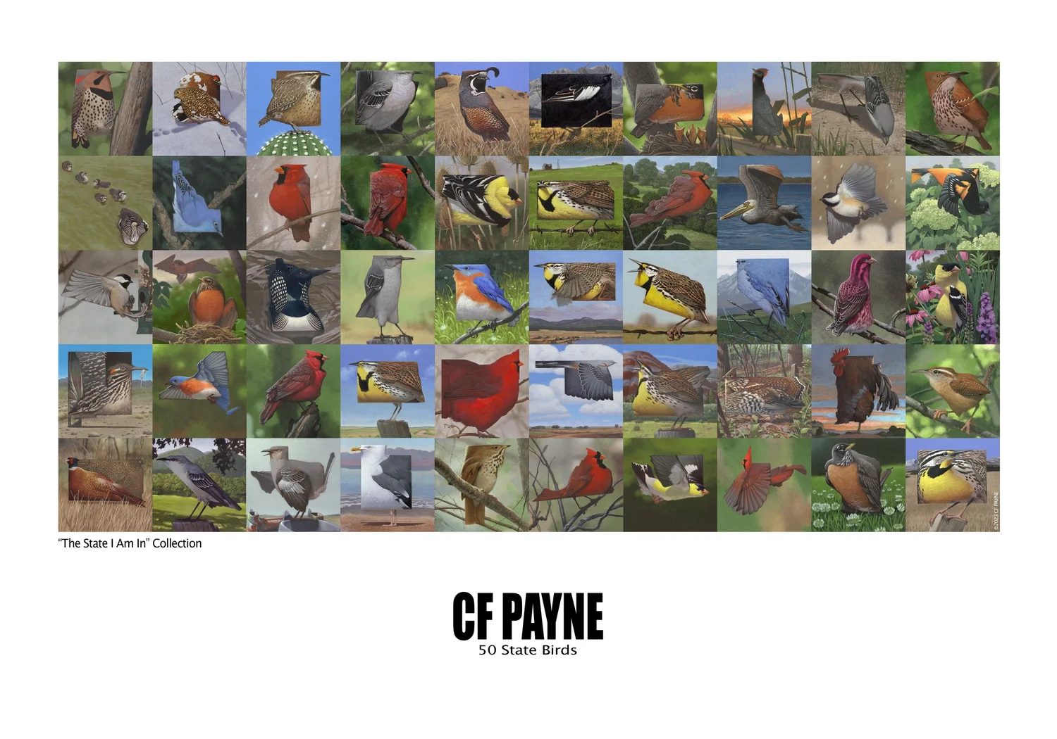50 State Birds — Giclee42