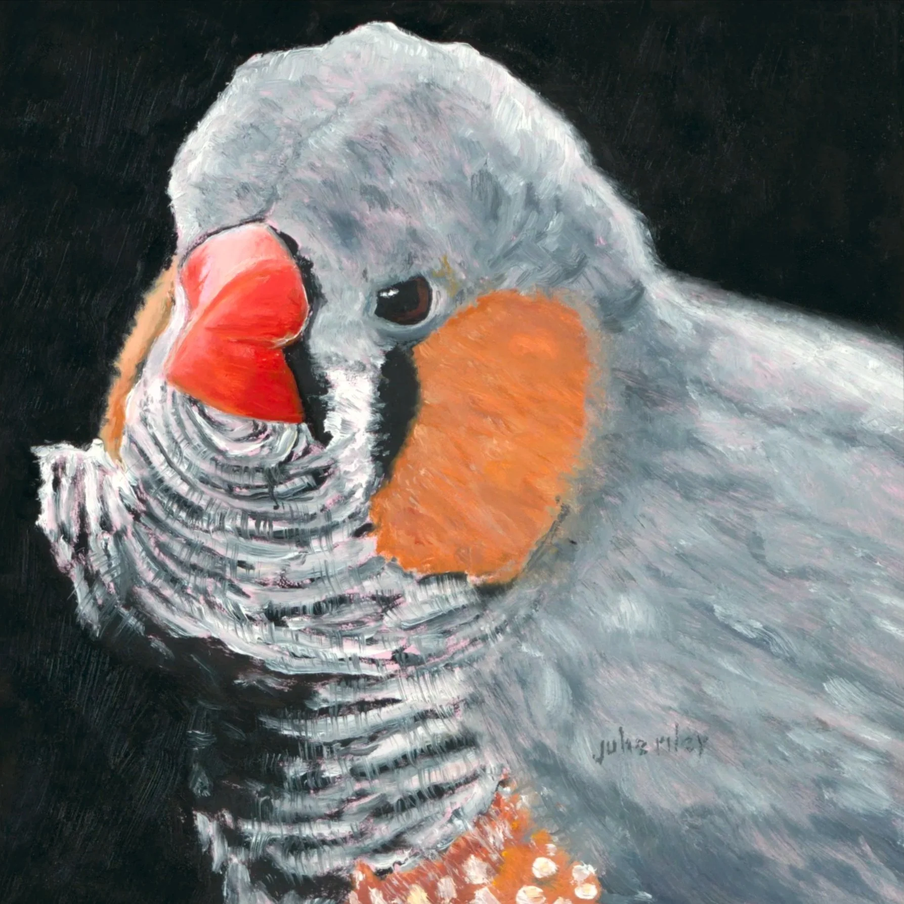 Zebra Finch