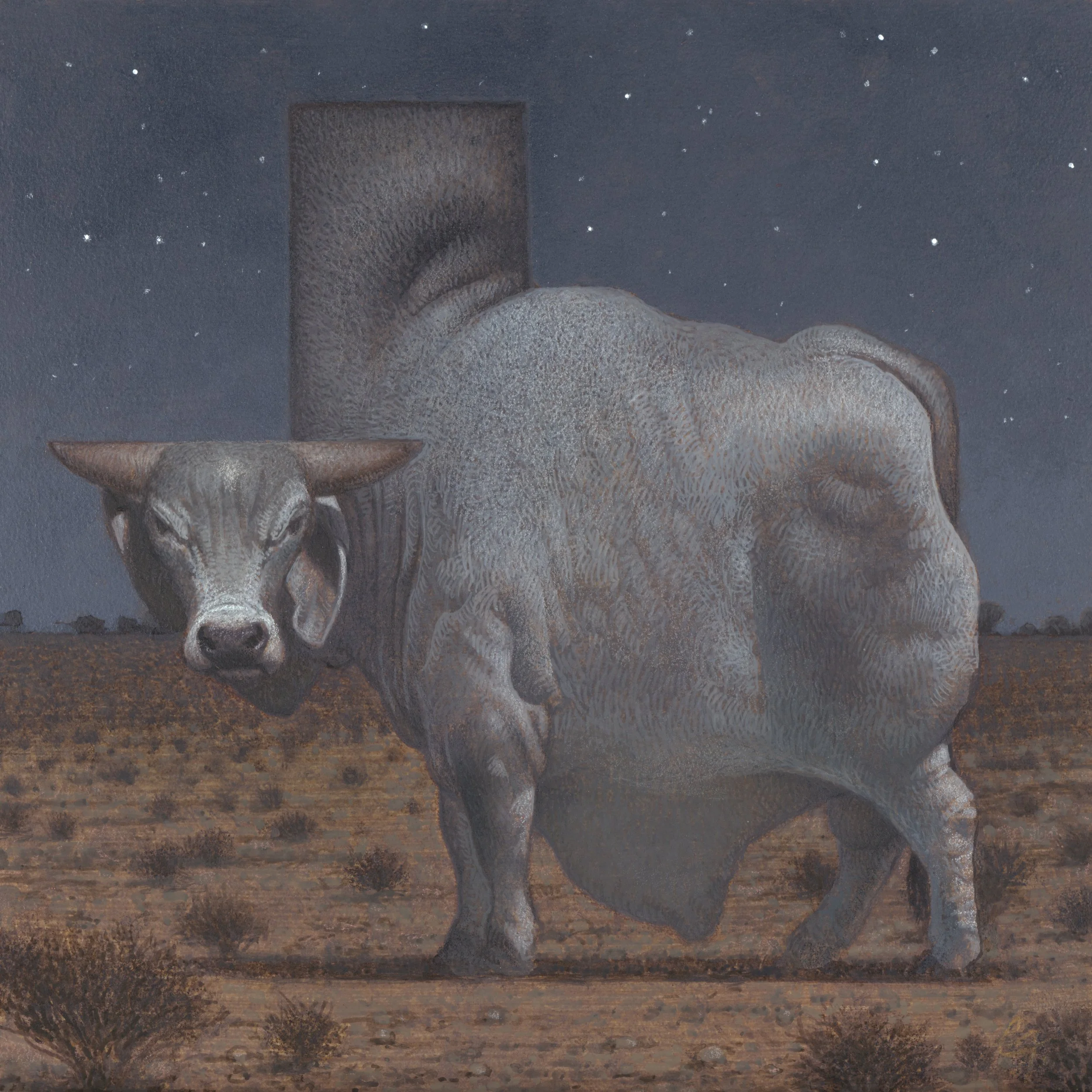 Texas Braman Bull 12x12.jpg