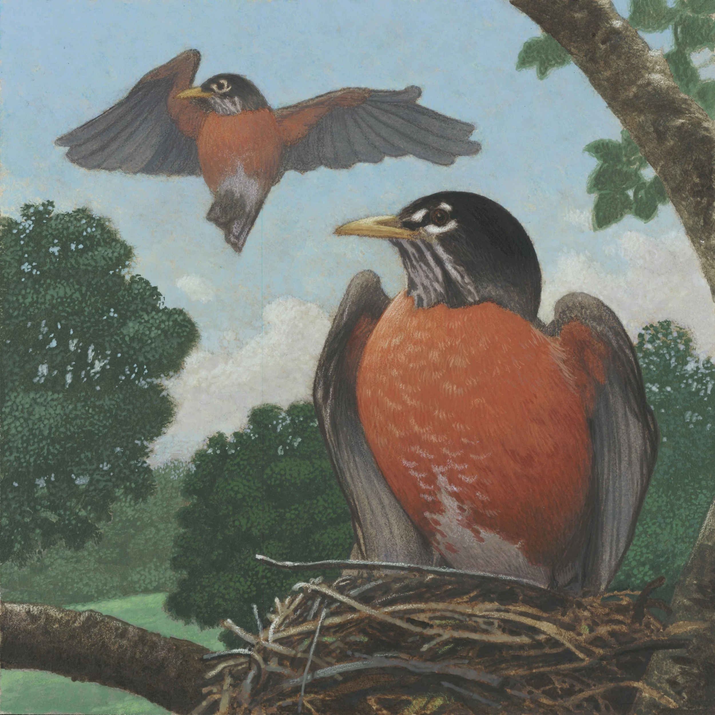 MICHIGAN Northern Robin 2 JPEG.jpg