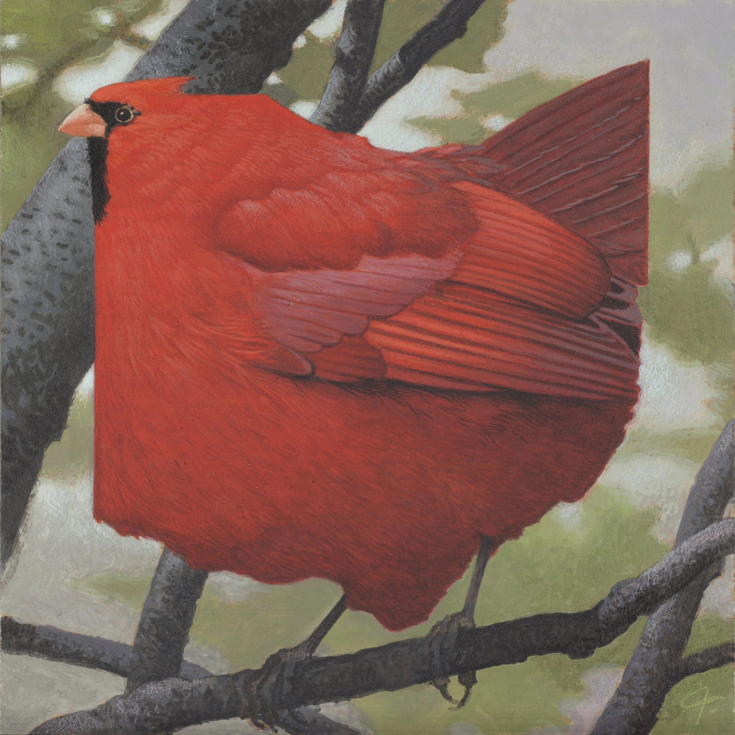 Ohio Cardinal #7.jpg