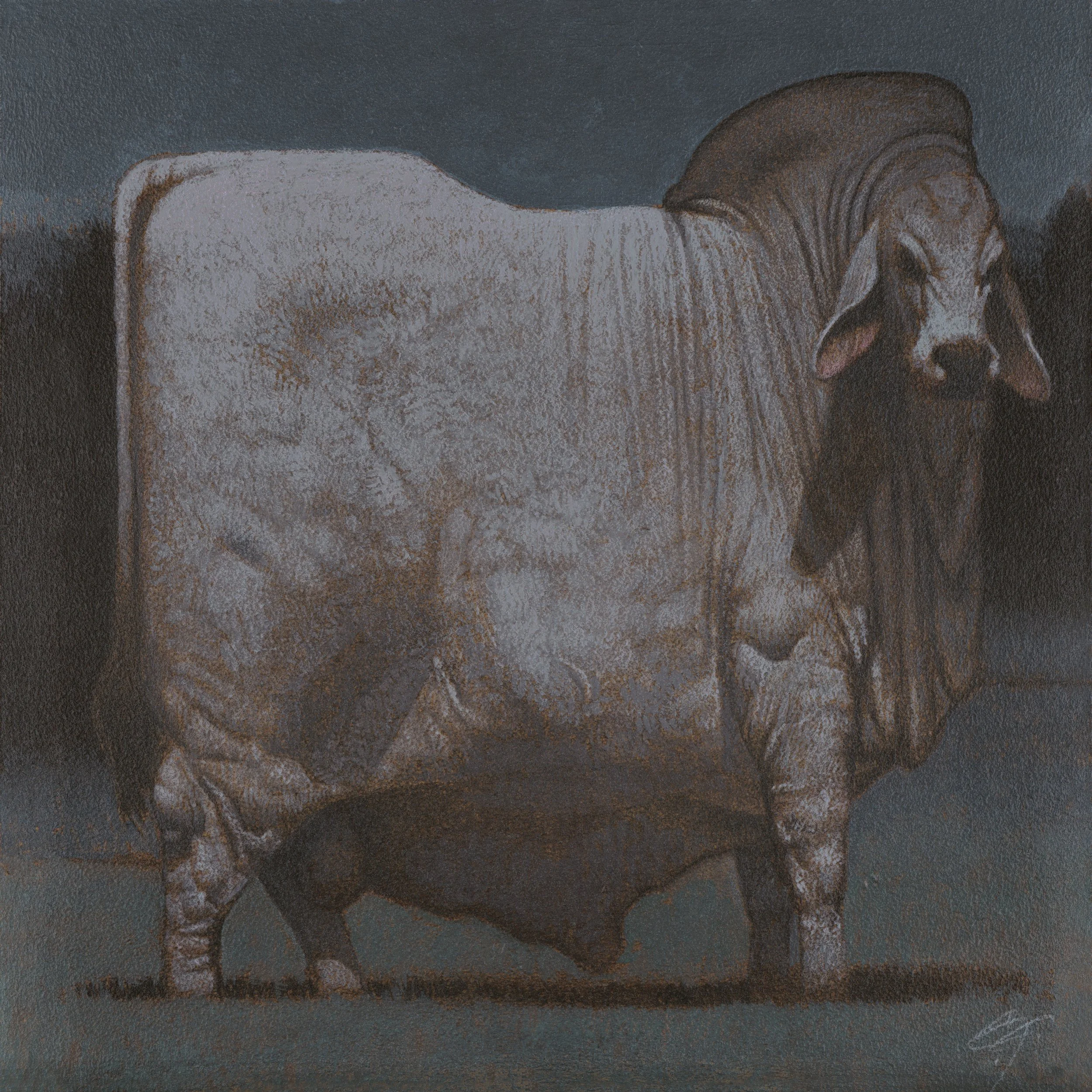 Ohio Bull Nocturne.jpg