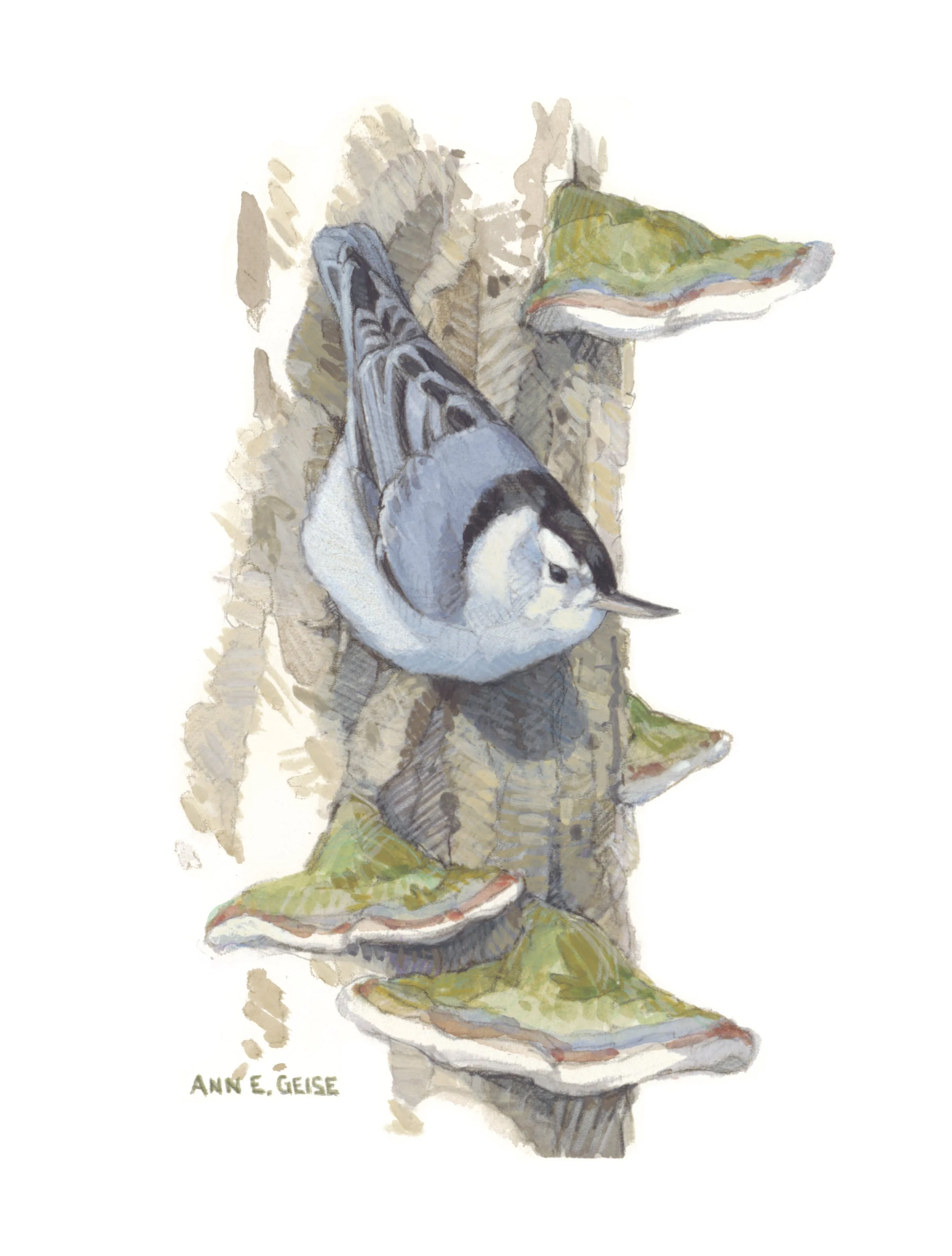 Nuthatch_625x825.jpg
