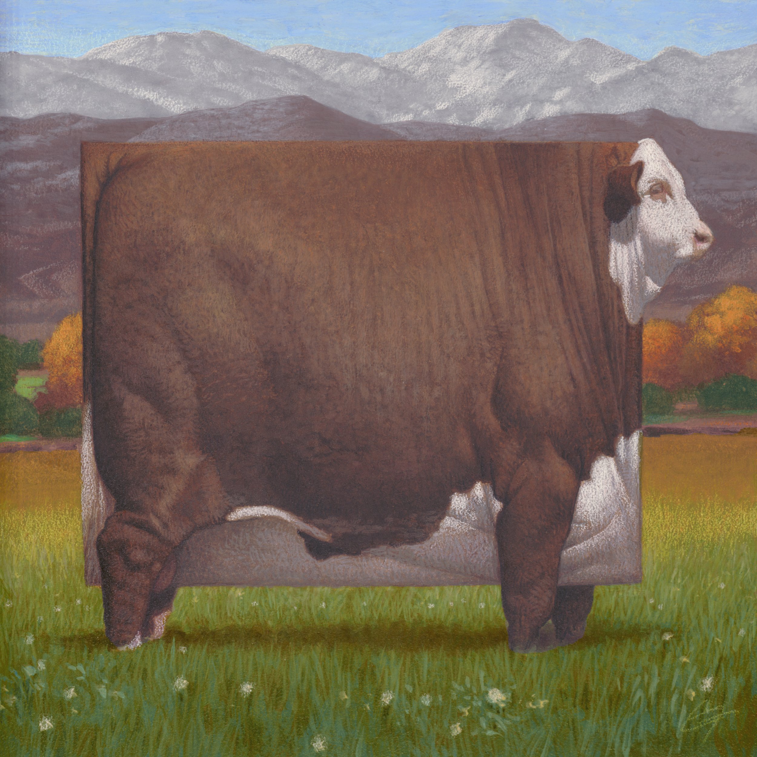 Colorado Hereford 12x12.jpg